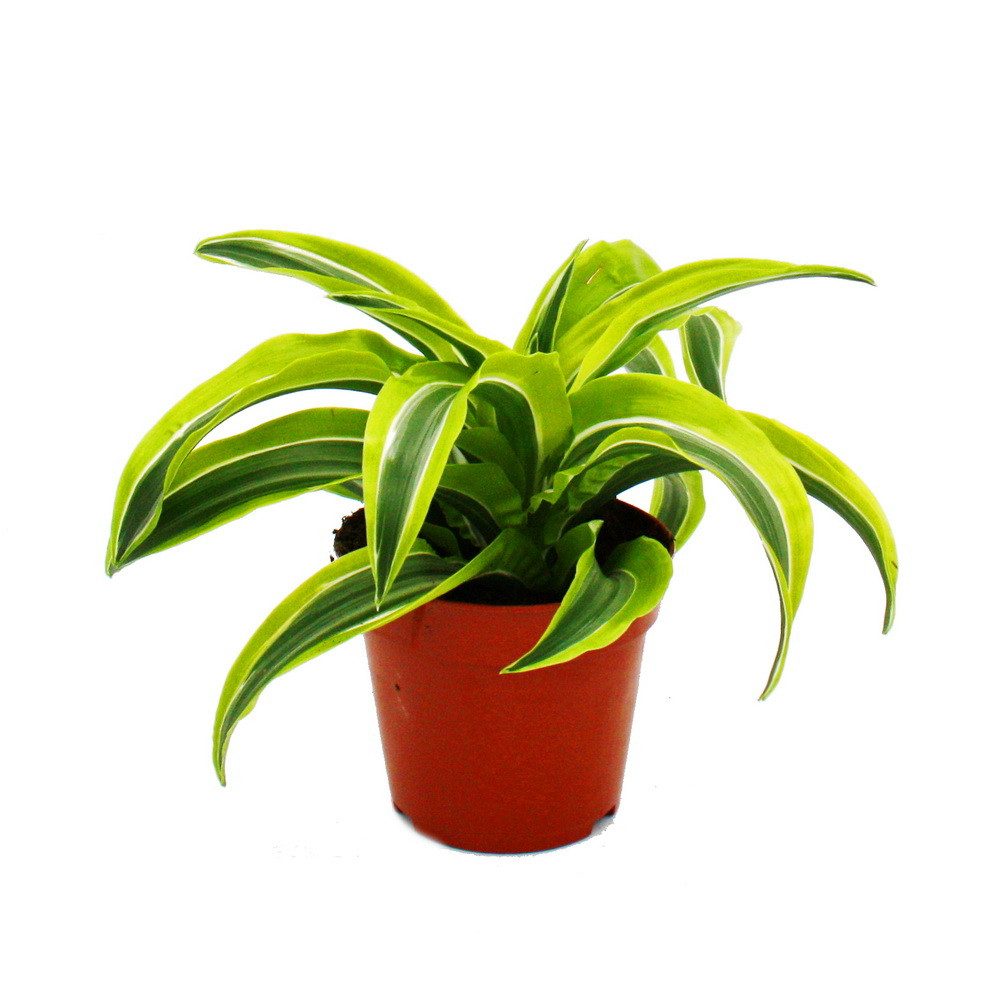 Exotenherz Zimmerpflanze Drachenbaum - Dracaena deremensis fragrans - 12cm günstig online kaufen