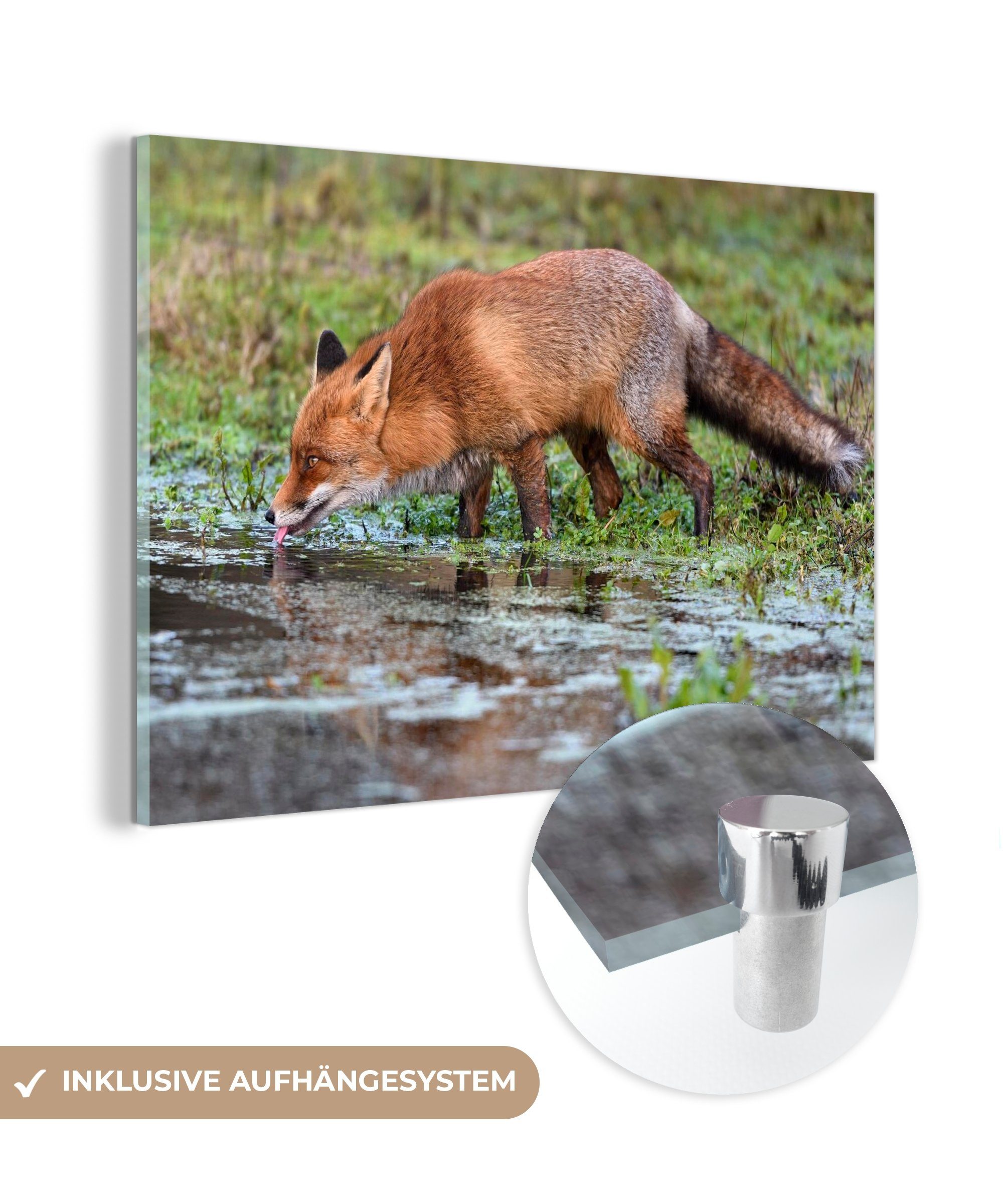 MuchoWow Acrylglasbild Fuchs - Wasser - Fell - Schlamm, (1 St), Acrylglasbilder Wohnzimmer & Schlafzimmer