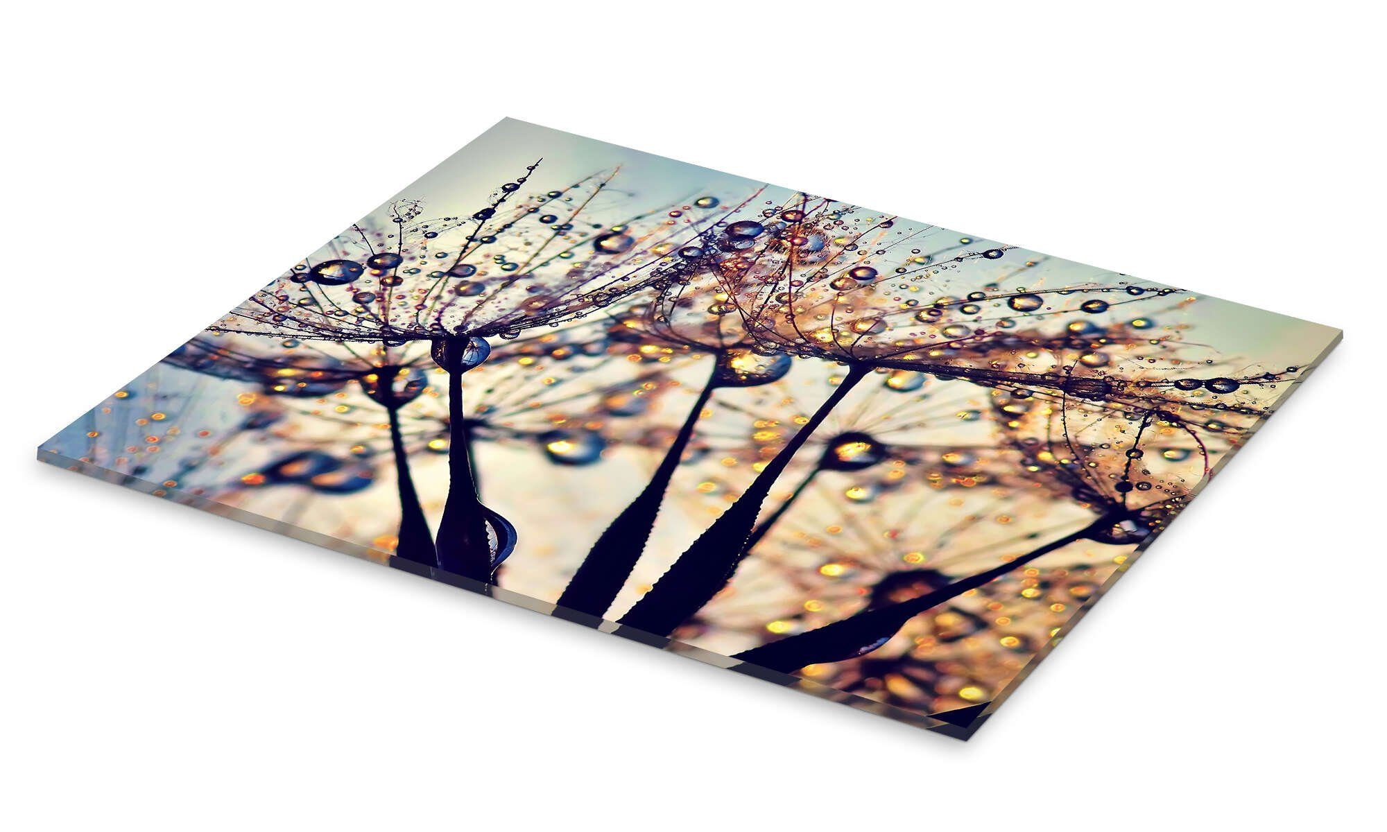 Posterlounge Acrylglasbild Julia Delgado, Pusteblume Farbe, günstig online kaufen