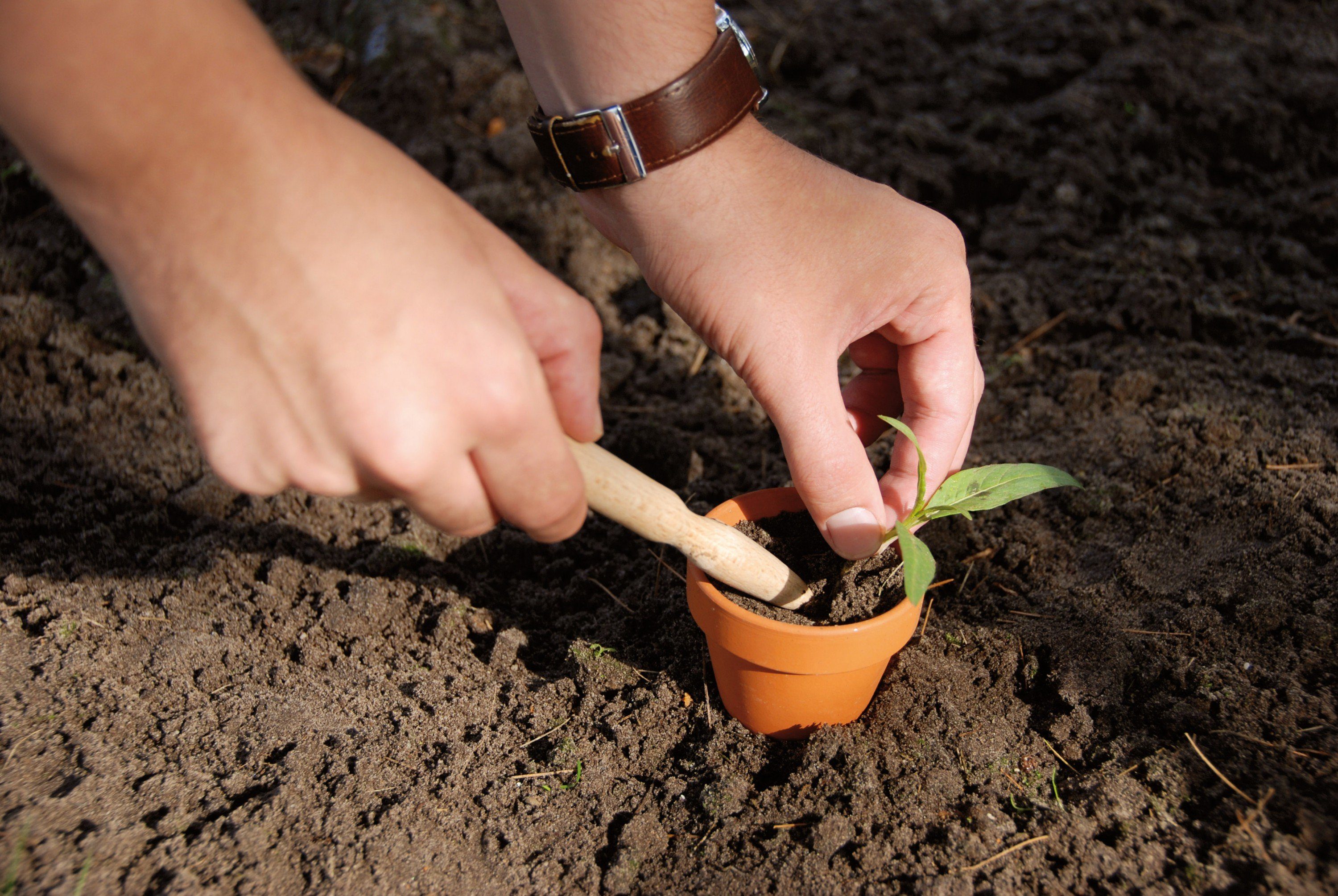 esschert design Gartenpflege-Set Perfekte Pflanzenanzucht: Hochwertiger Pikierstab für Gartenliebhaber