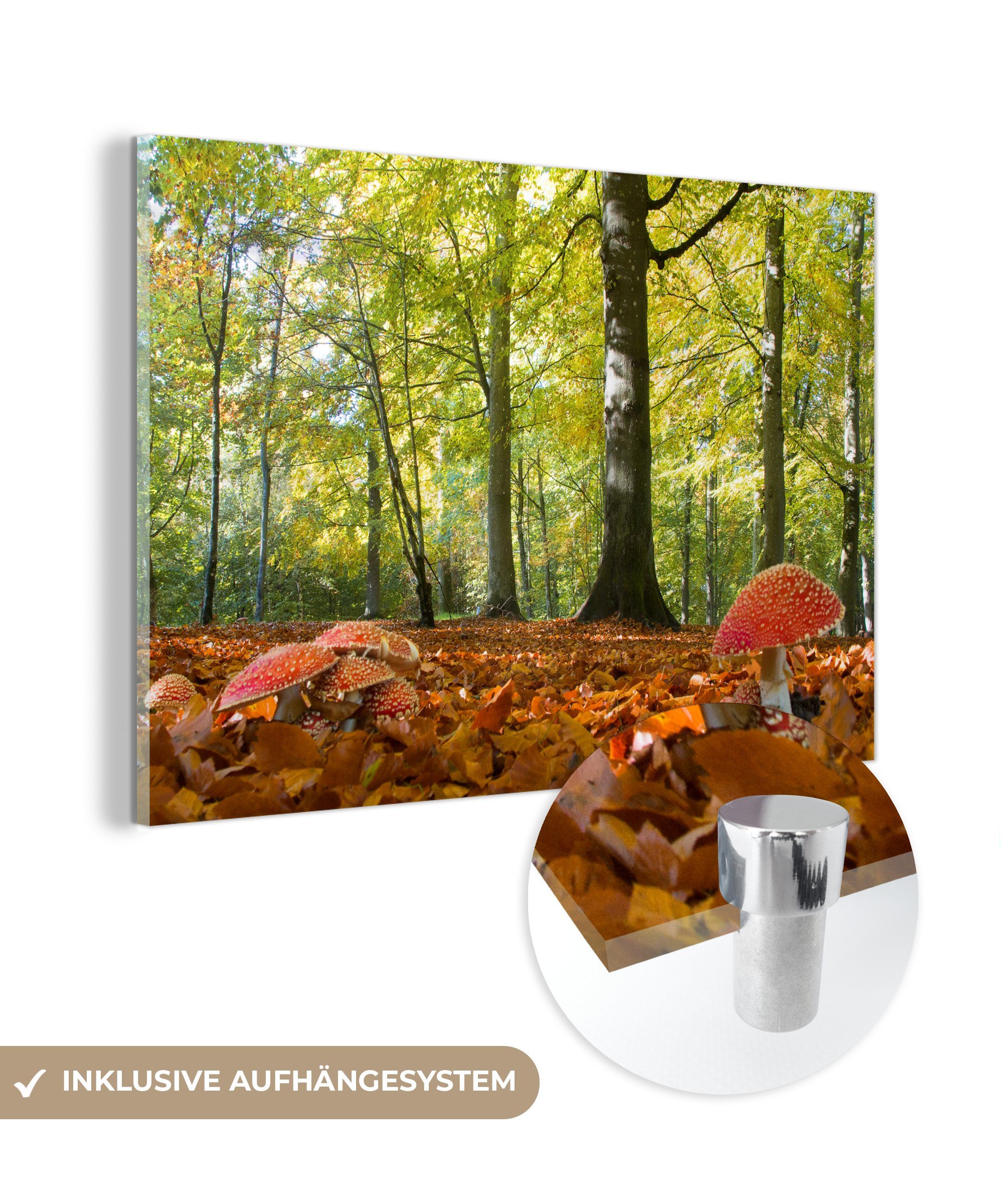 MuchoWow Acrylglasbild Rote Pilze in einem bewaldeten Gebiet, (1 St), Acrylglasbilder Wohnzimmer & Schlafzimmer | Bilder