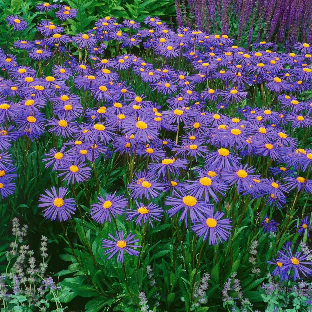 Pflanzen für Dich Staude Aster tongolensis 'Napsbury', 1 St., Tongol-Aster, Sommeraster