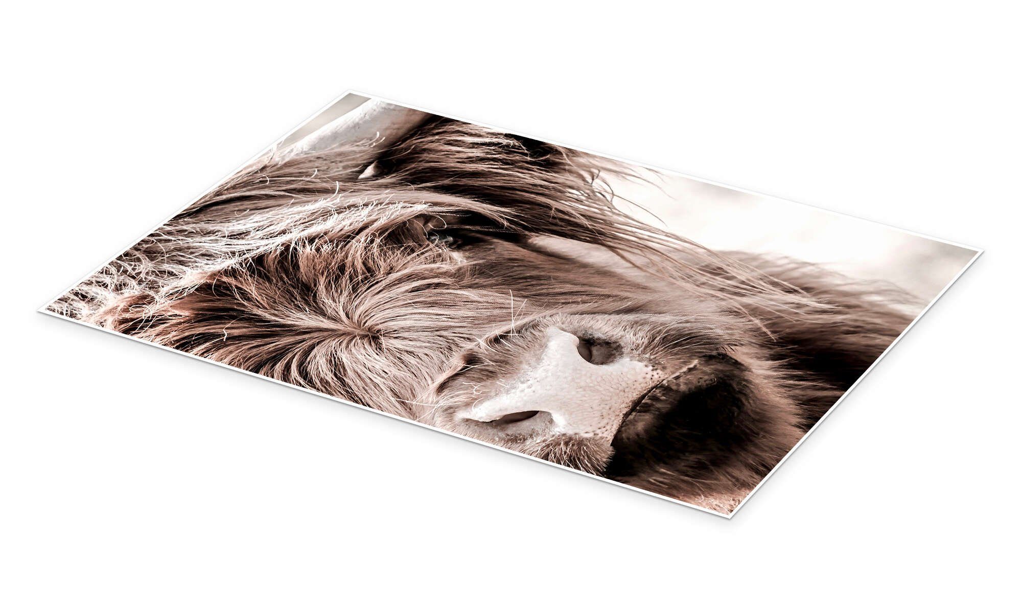 Posterlounge Wandbild Schottisches Rind, Art Couture, erhältlich als Poster, Leinwandbild, Wandsticker oder Acrylglasbild