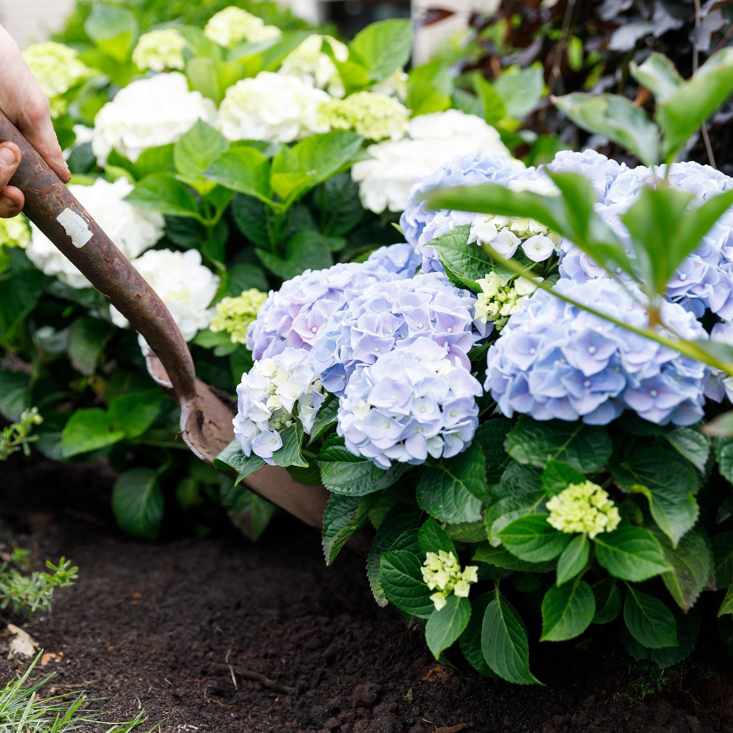 Exotenherz Beetpflanze Exotenherz - Hortensia - Hydrangea - Blau - 7-12 Blüten - 23cm Topf