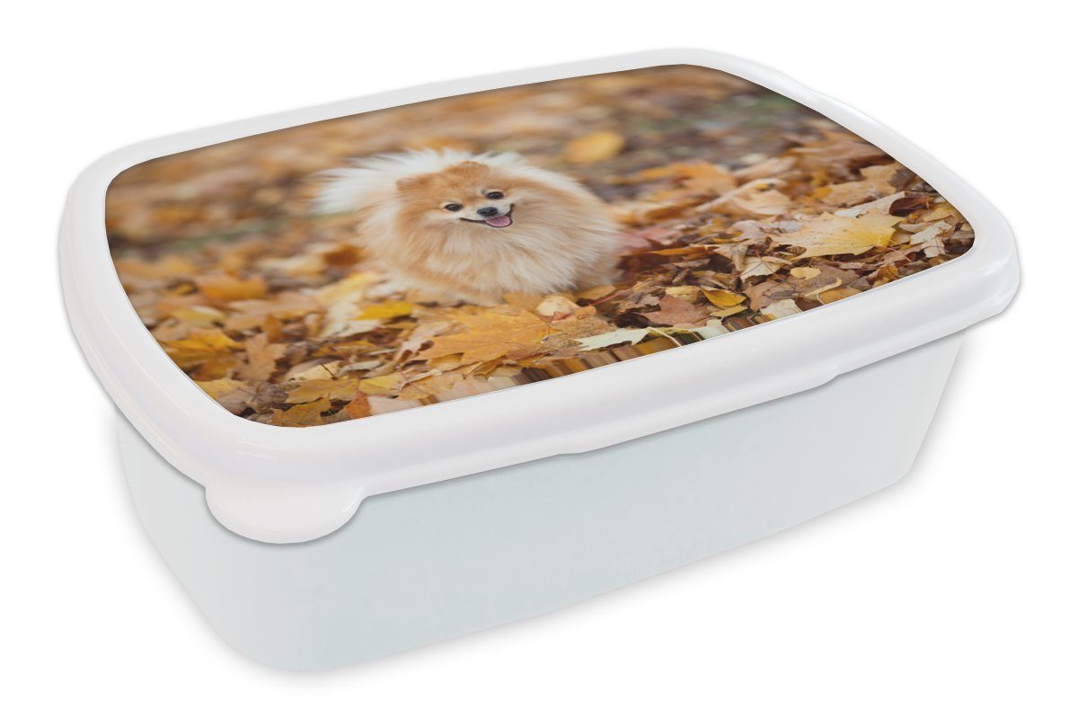 MuchoWow Lunchbox Pomeranian im Herbst, Kunststoff, (2-tlg), Brotbox für Kinder und Erwachsene, Brotdose, für Jungs und Mädchen weiß