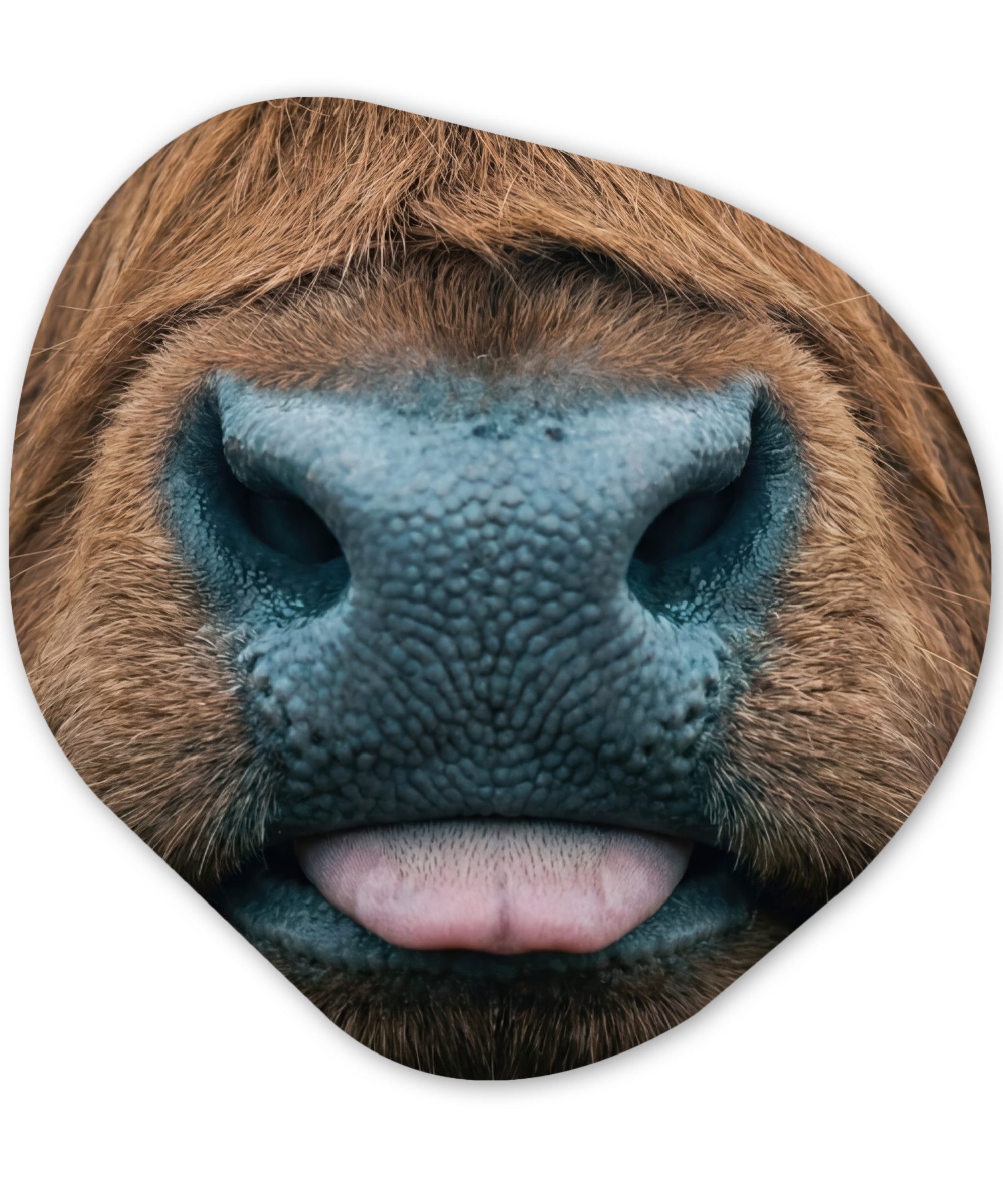 MuchoWow Gemälde Schottischer Hochländer - Nase - Braun, Fotodruck (1 St), Wandbild Abstrakt, Wohnzimmer Schlafzimmer Wanddekoration, 40x40 cm