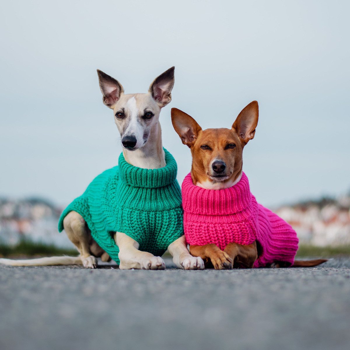 PAIKKA Hundepullover Hunde Strickpullover "Knit Sweater" green