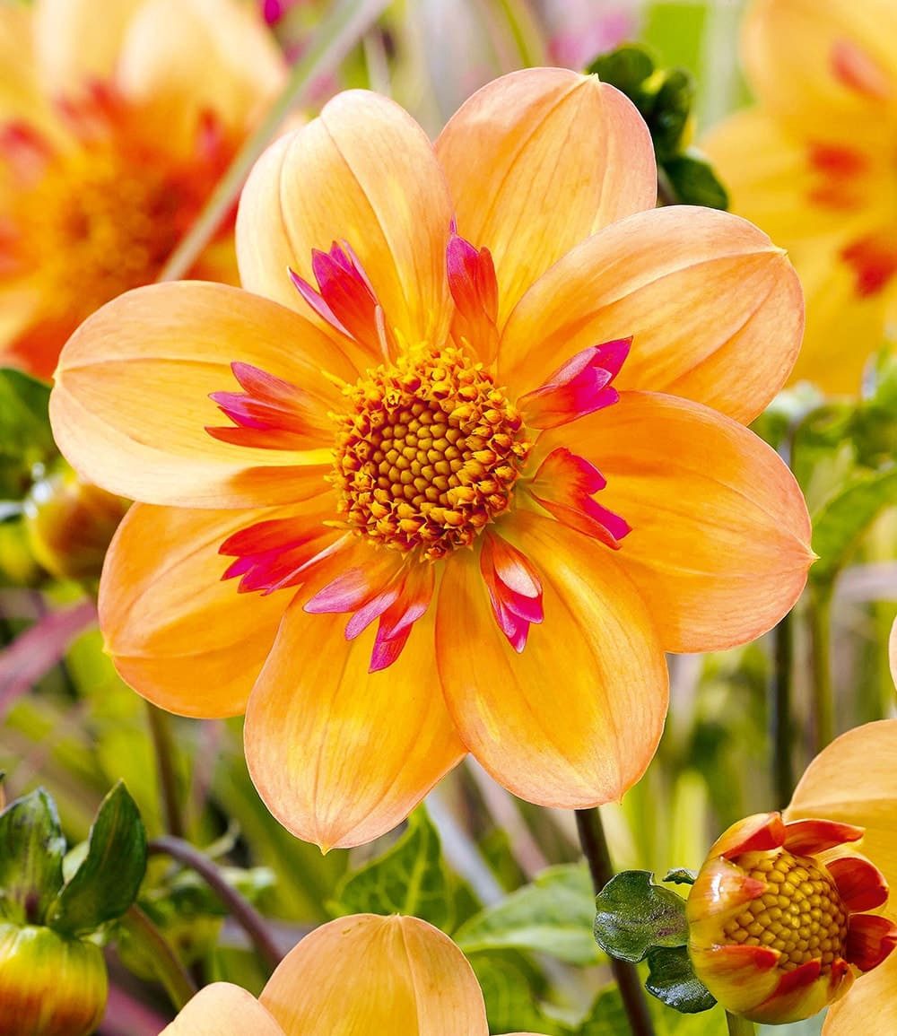 BALDUR Garten Blumenzwiebeln Dahlie 'Kelsey Annie Joy', Zweifarbige Kragendahlie, bienenfreundlich, pflegeleicht