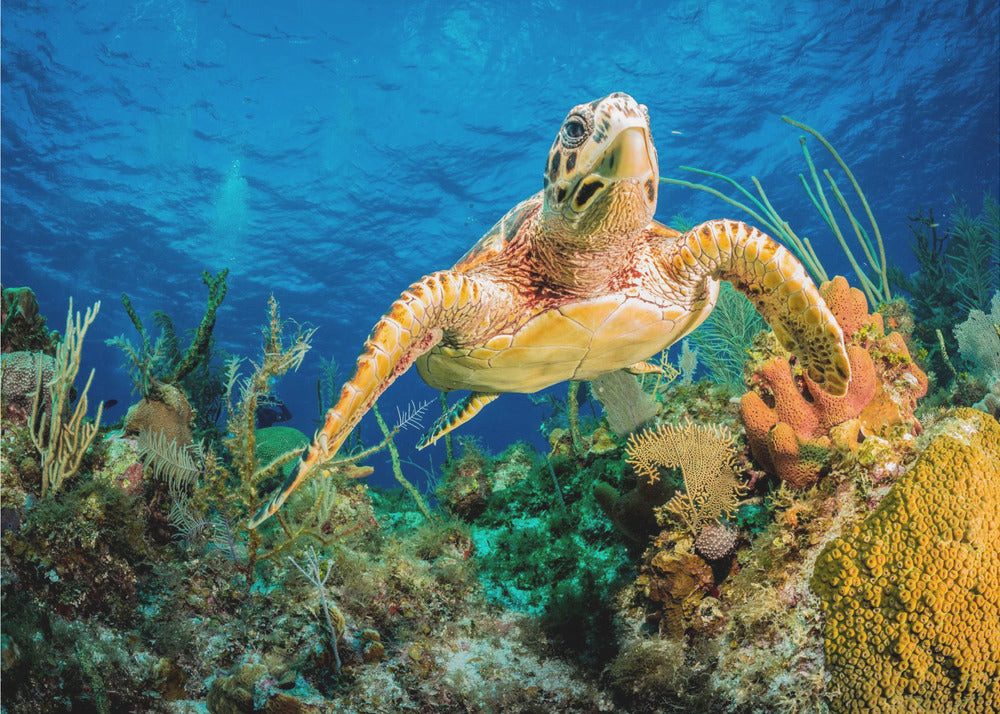 Papermoon Vliestapete "Hawksbill turtle swimming through Caribbean reef" von Jan Abadschieff, Matt & lichtbeständig, hochwertiges formstabiles Vlies, UV-beständigen Farbe, Made in Germany