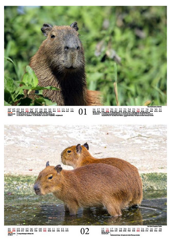 Thumbnail - Seelenzauber Wandkalender Tierzauber Capybara DIN A4 Kalender für 2025 Schweine Schweinchen