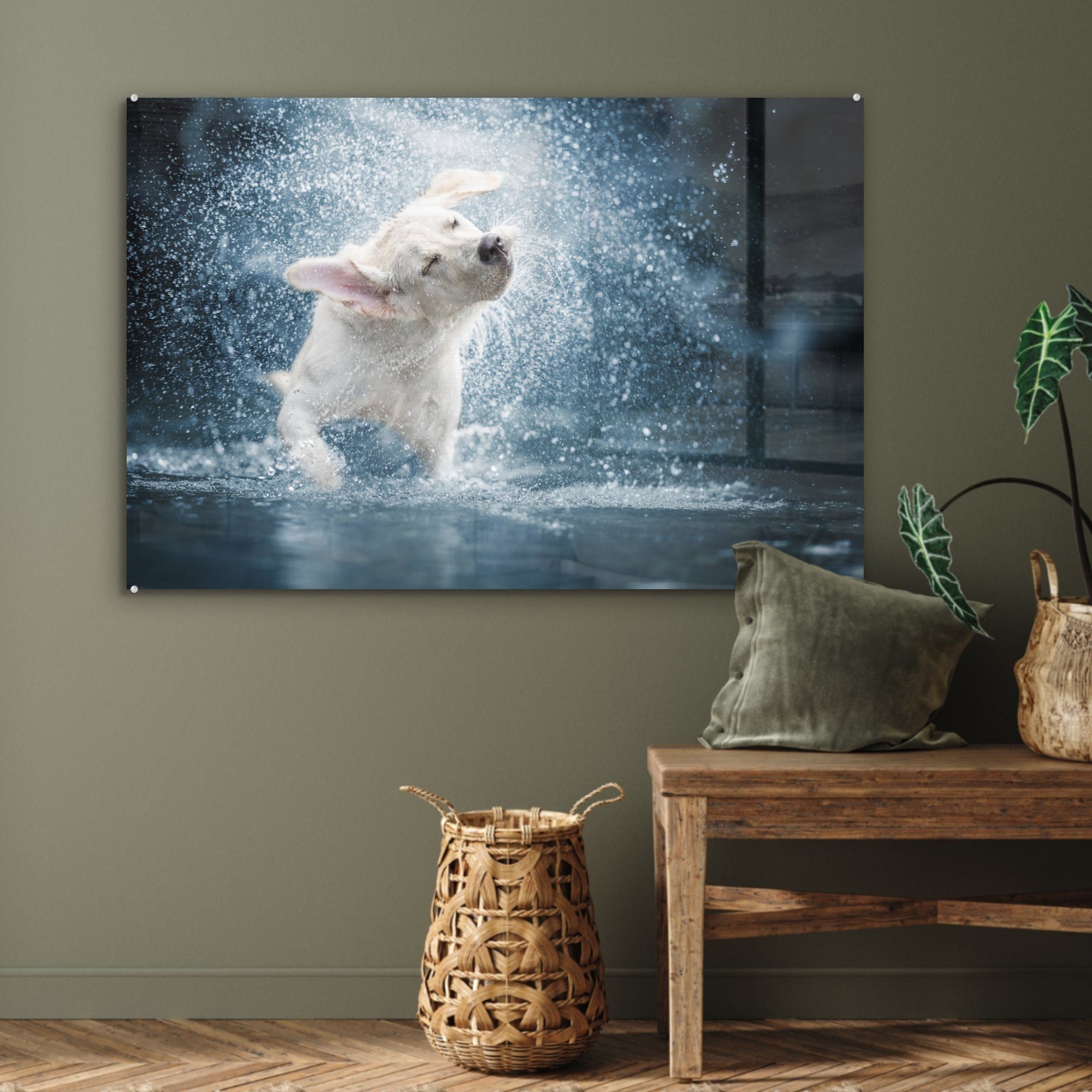 MuchoWow Acrylglasbild Labrador schüttelt Wasser ab, (1 Schlafzimmer & St), Acrylglasbilder Wohnzimmer