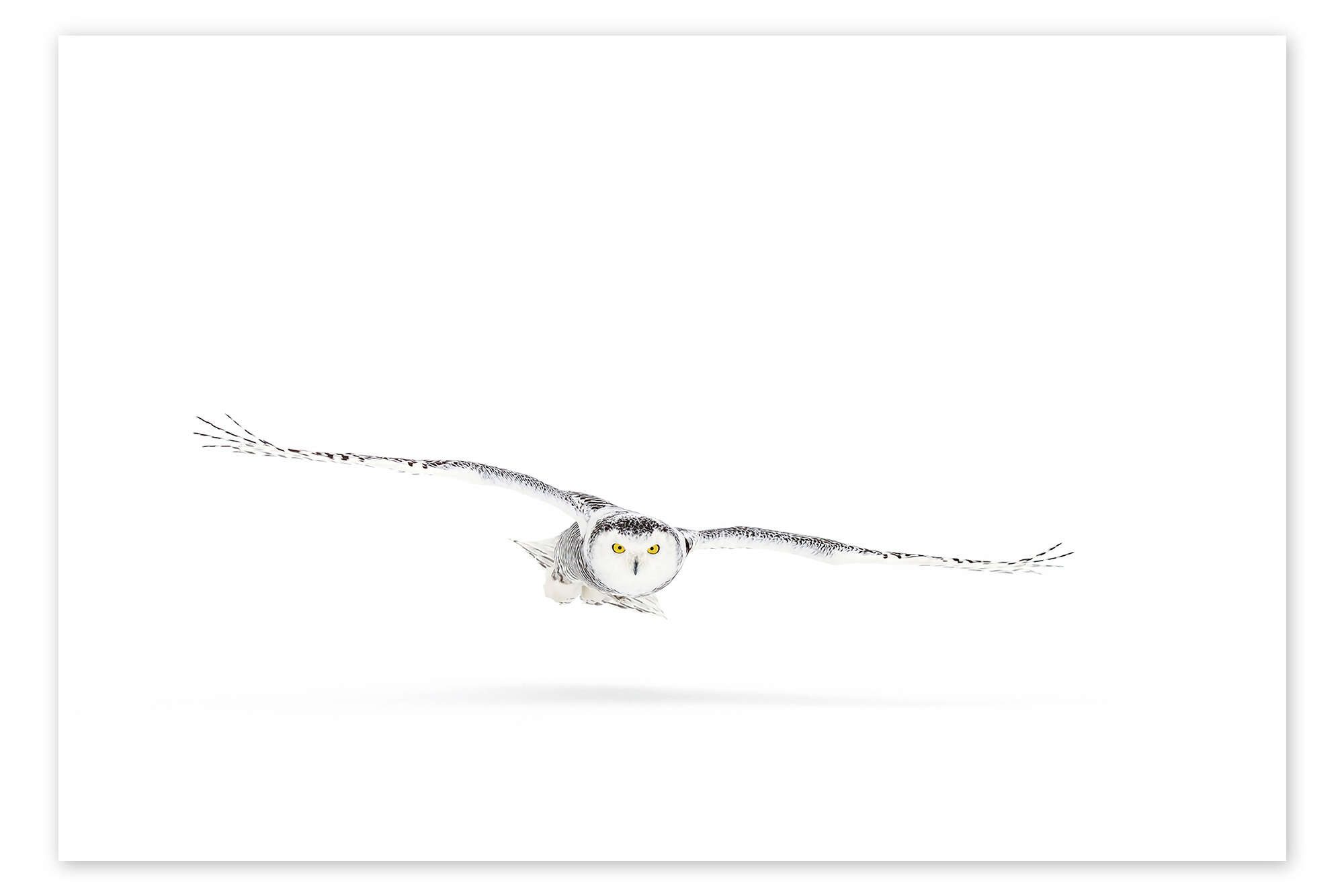 Posterlounge Wandbild Schnee-Eule auf der Jagd, Jim Cumming, erhältlich als Poster, Leinwandbild, Wandsticker oder Acrylglasbild