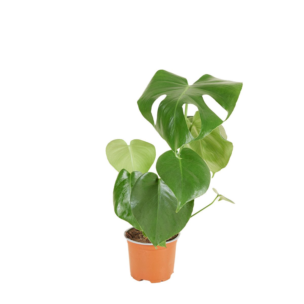 Bloomique Zimmerpflanze Bloomique - Monstera Deliciosa - Fensterblatt - Zimmerpflanzen - Pfleg, 1 St.
