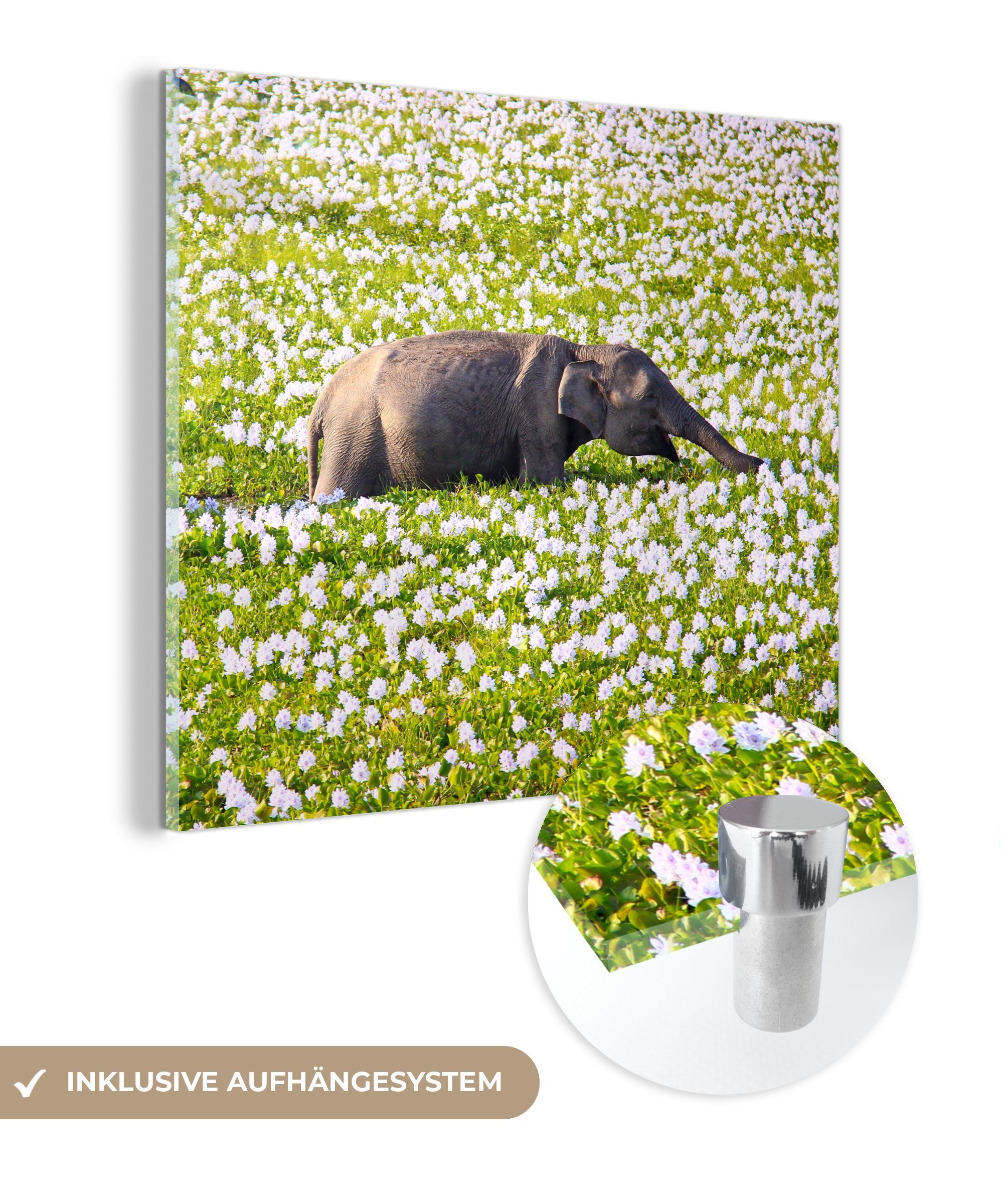 MuchoWow Acrylglasbild Elefant - Wasser - Pflanzen - Grün - Natur - Tiere, (1 St), Glasbilder - Bilder auf Glas Wandbild - Foto auf Glas - Wanddekoration