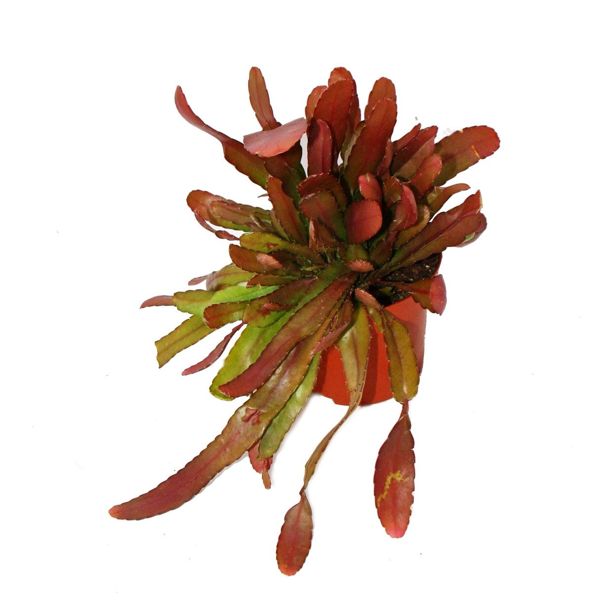 Exotenherz Zimmerpflanze Peitschenkaktus - Rhipsalis heteroclada "Red Coral günstig online kaufen