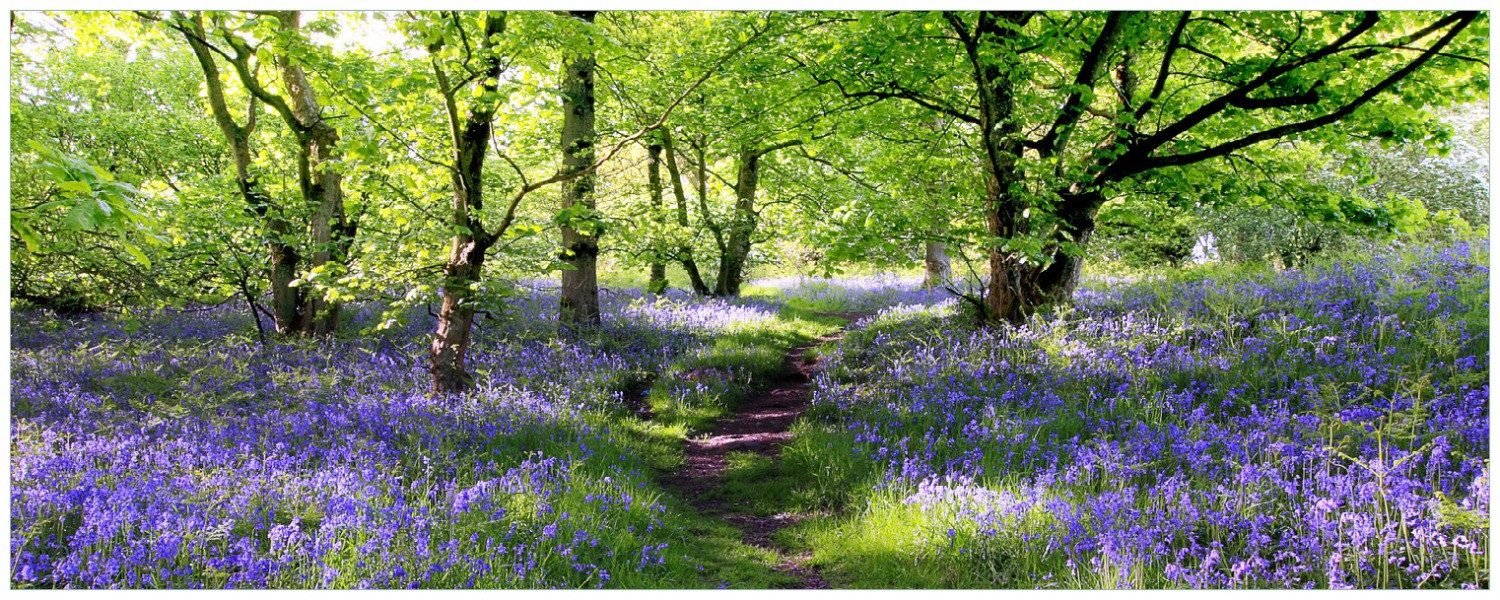 Wallario Küchenrückwand Blaues Hasenglöckchen im Wald, (1-tlg)