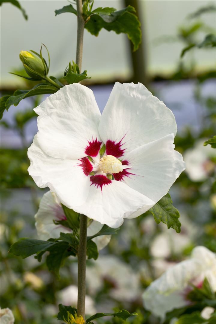 Pflanzen für Dich Gehölze Hibiscus syriacus Red Heart, 1 St., Garten-Eibisch, Straucheibisch