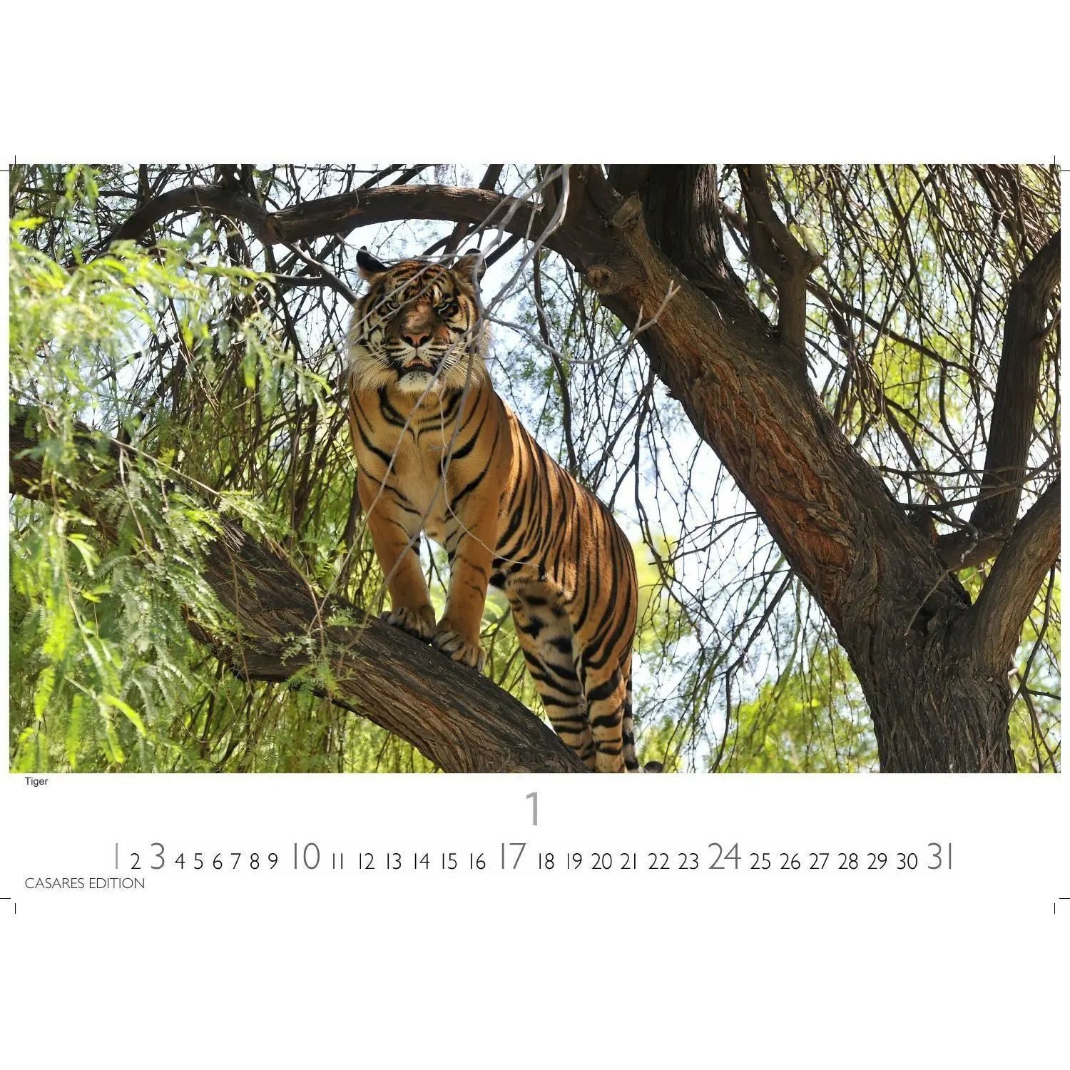 Wandkalender Big Cats Kalender 2027 - Wandkalender, Fotokalender Tierkalender...