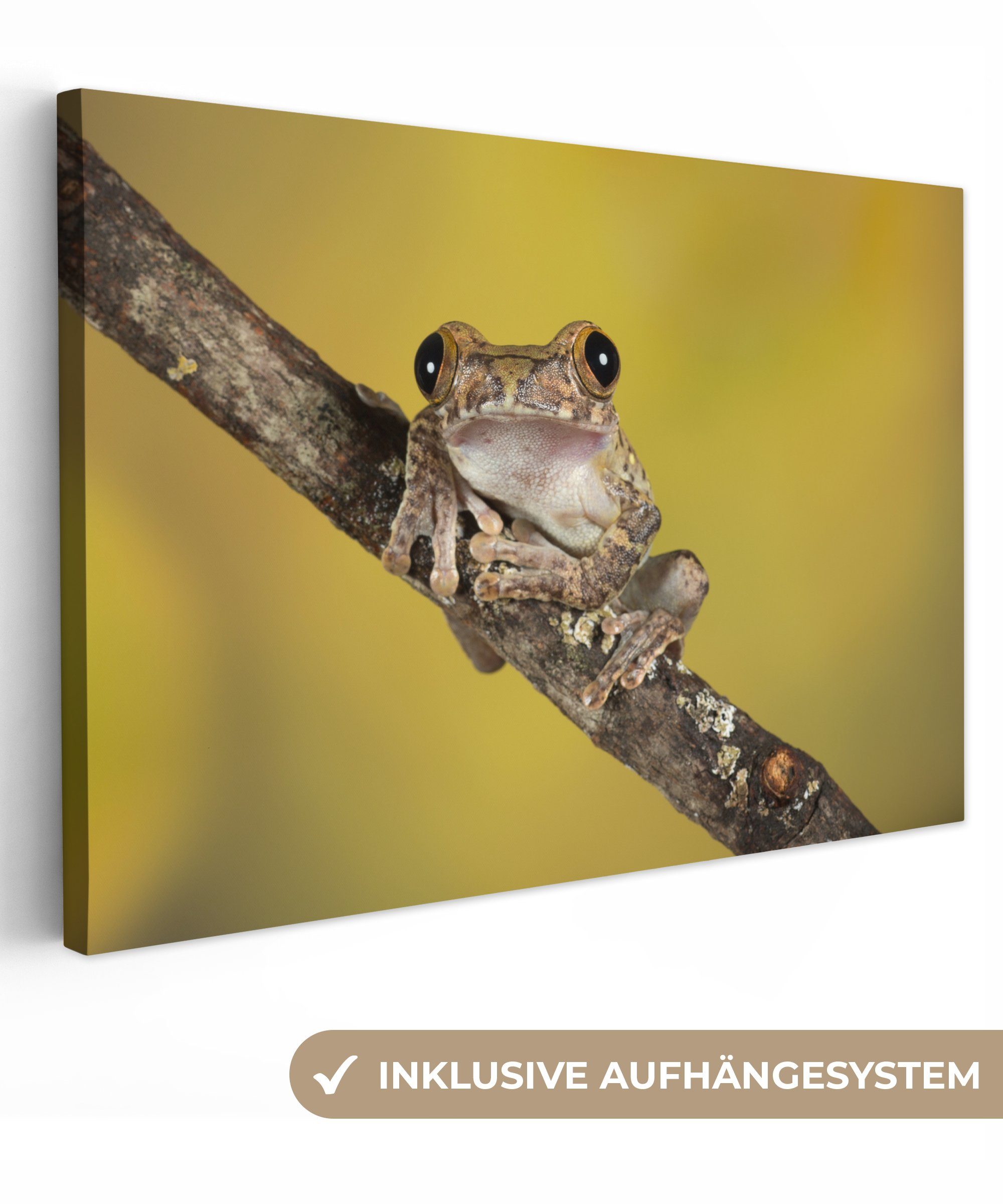 Gelb, Wanddeko, cm St), Leinwandbild - (1 Wandbild Zweig Frosch OneMillionCanvasses® 30x20 Aufhängefertig, Leinwandbilder, -