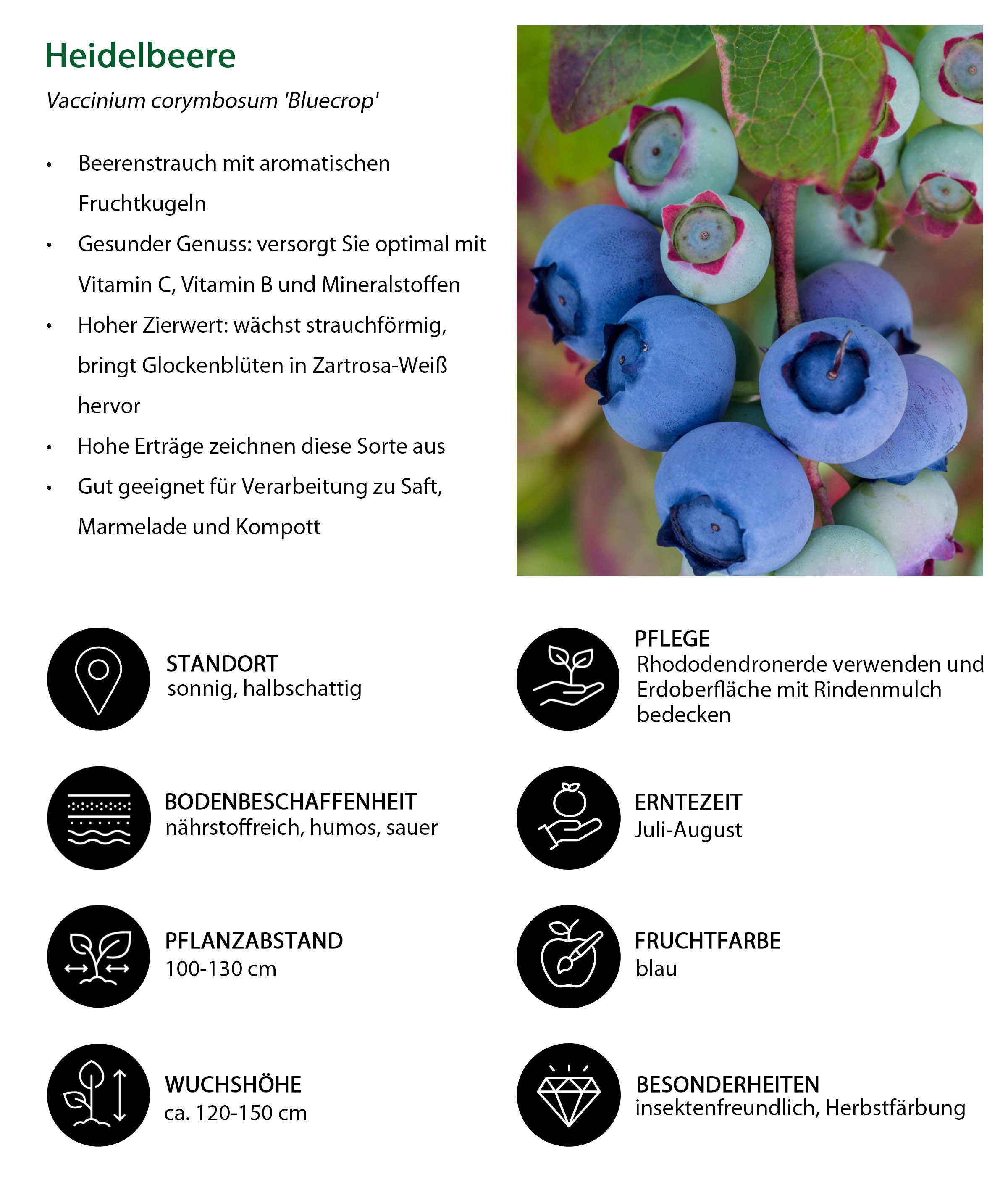 Dehner Obstpflanze Heidelbeere Bluecrop, Vaccinium corymbosum, dicke Früchte, 55-65 cm, selbstbefruchtender Beerenstrauch mit aromatischen Früchten