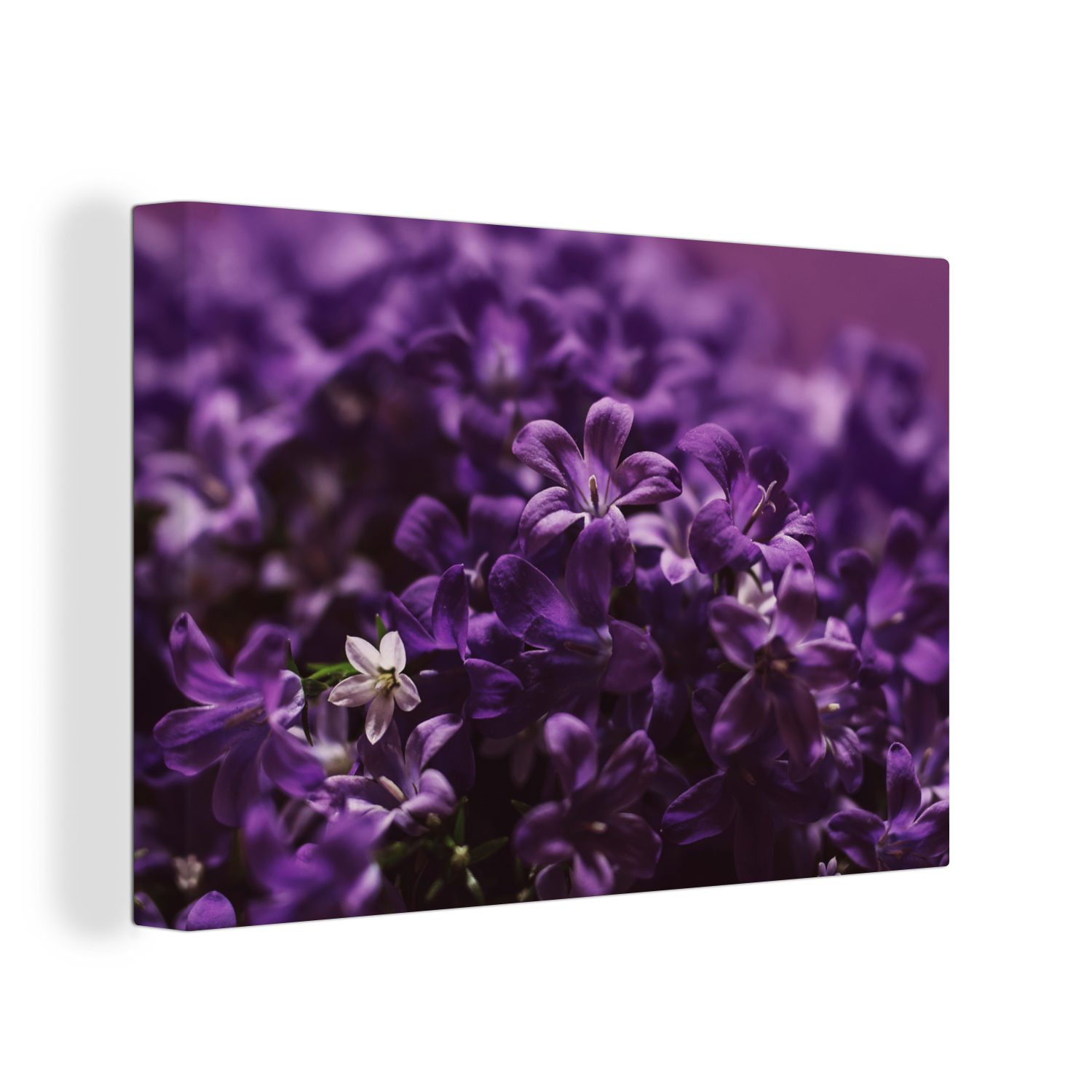 OneMillionCanvasses® Leinwandbild Kleine lila Blume, (1 St), Wandbild Leinwandbilder, Aufhängefertig, Wanddeko, 30x20 cm