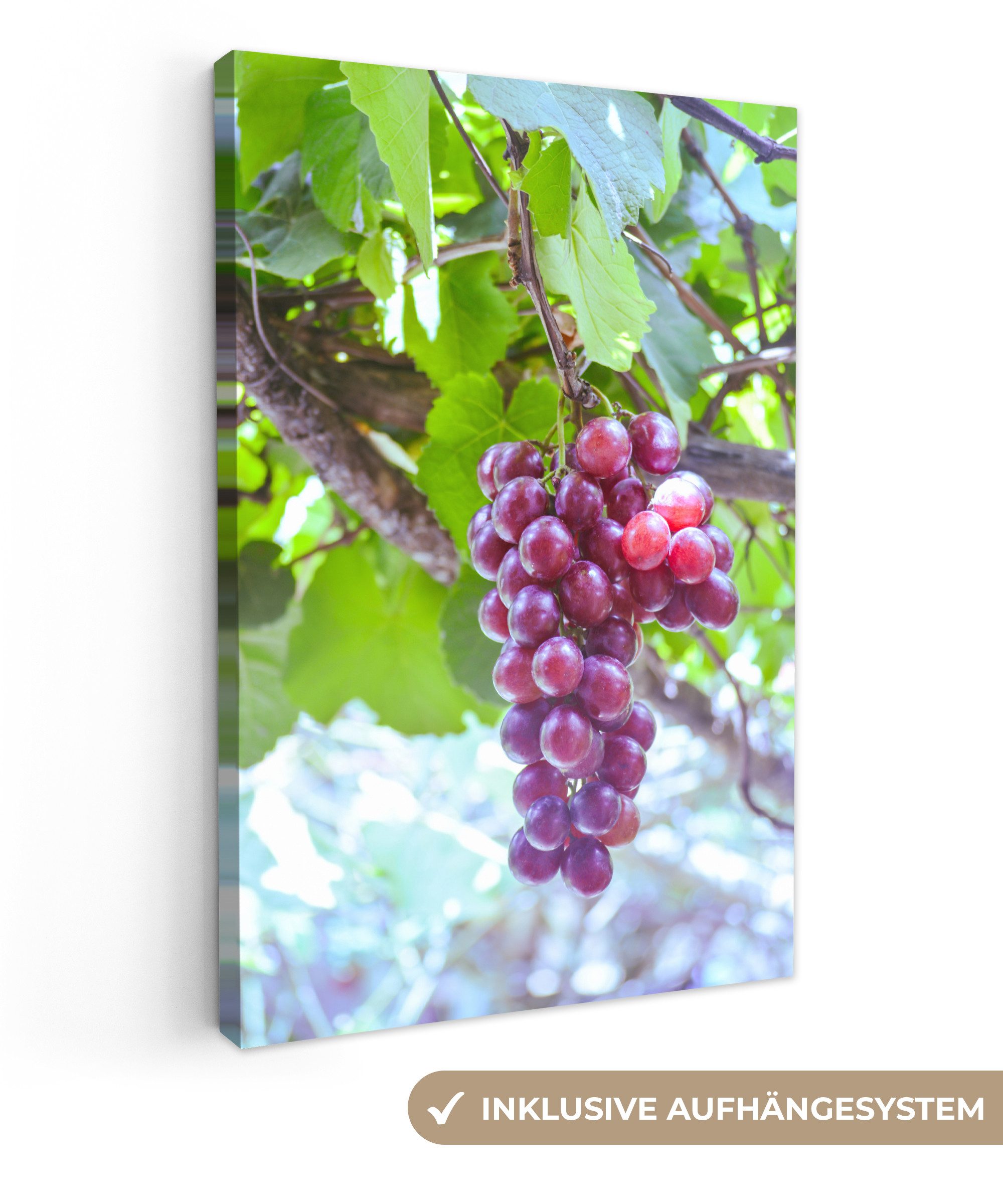 OneMillionCanvasses® Leinwandbild Rote Trauben im Weinberg auf einem Zweig, Fotodruck (1 St), Leinwand Canvas Wandbild, Wanddekoration 20x30 cm