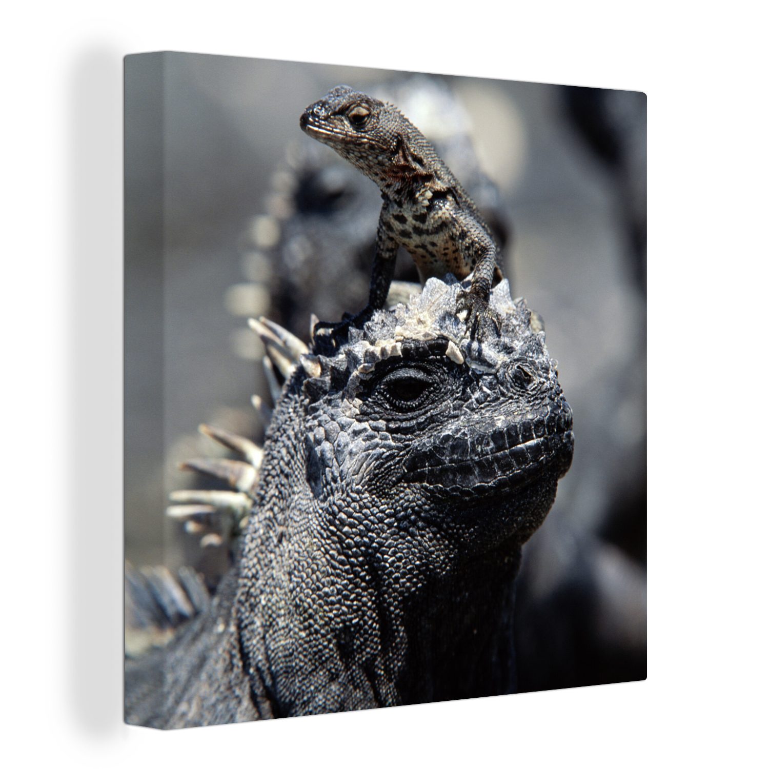 OneMillionCanvasses® Leinwandbild Leguane - Tiere - Familie, (1 St), Leinwand Bilder für Wohnzimmer Schlafzimmer