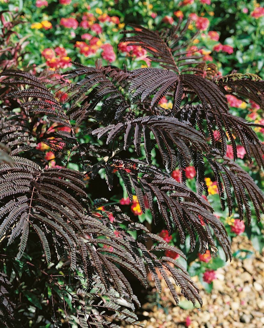 Pflanzen für Dich Gehölze Albizia julib. Evey's Pride, 1 St., Seidenbaum, Schlafbaum, Seidenakazie
