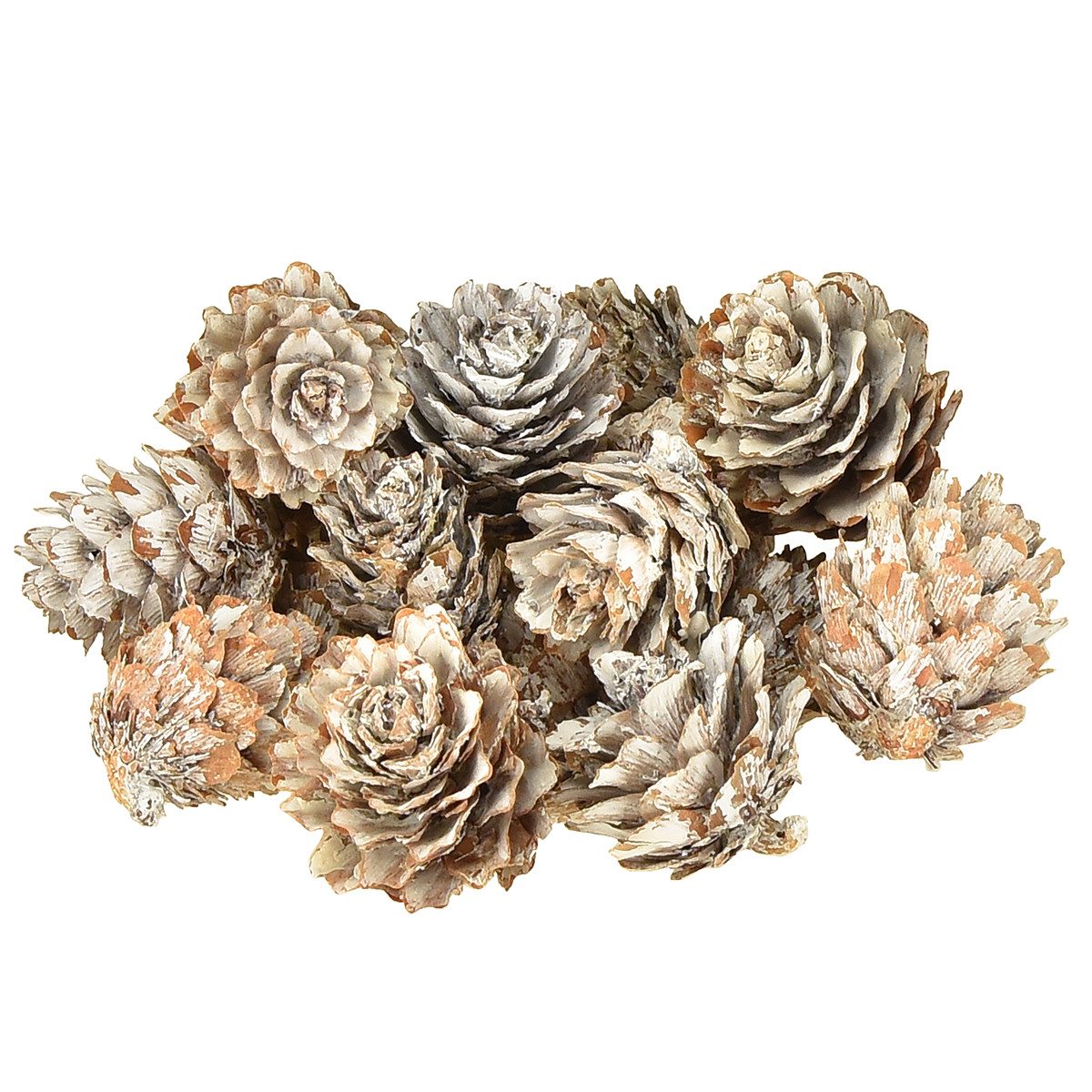Trockenblume Kiefernzapfen Weiß Deko 500g FSC Bastelideen, Florists Products, Höhe 4.9 cm