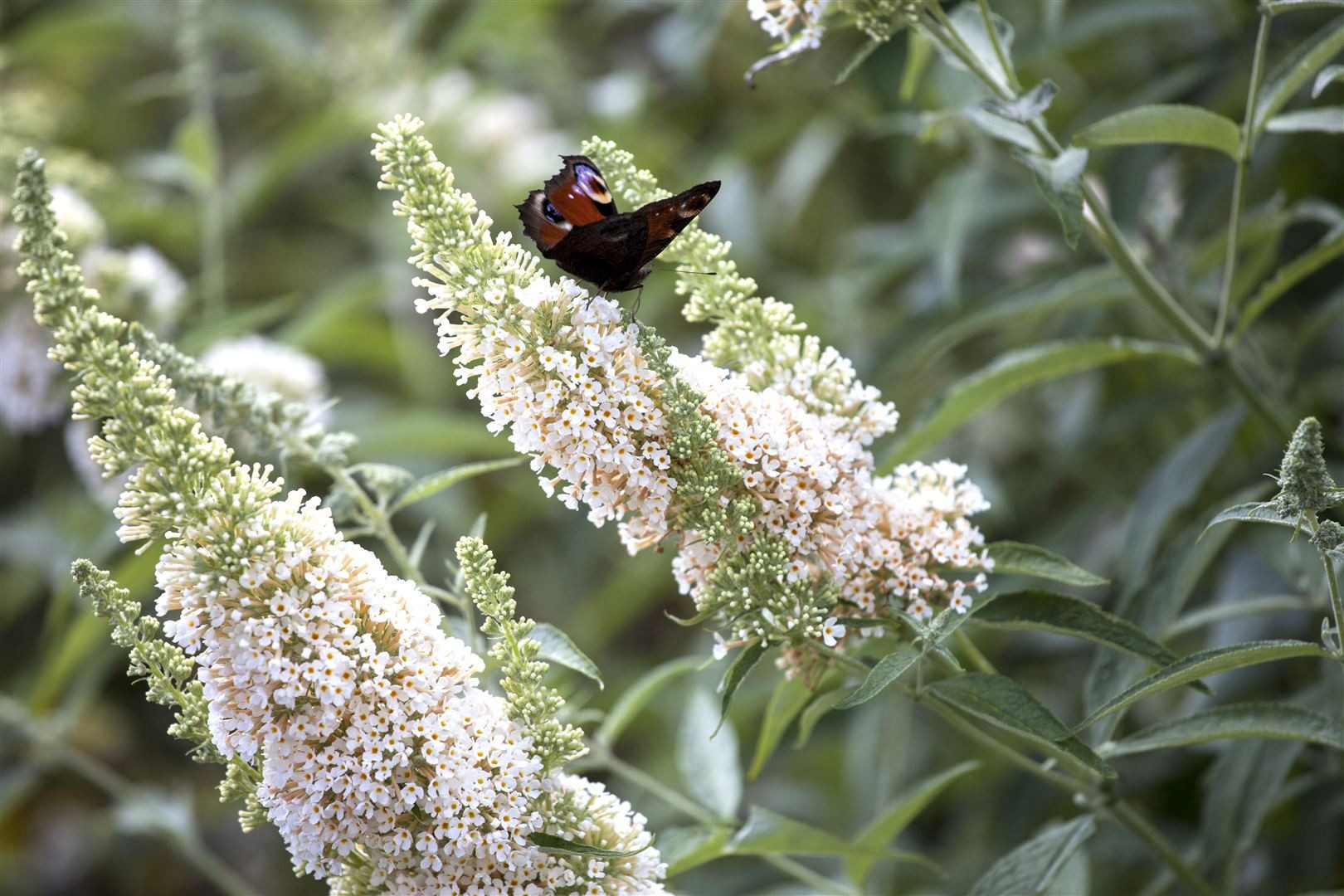 Pflanzen für Dich Gehölze Buddleja 'White Profusion', 1 St., Schmetterlingsflieder, Sommerflieder
