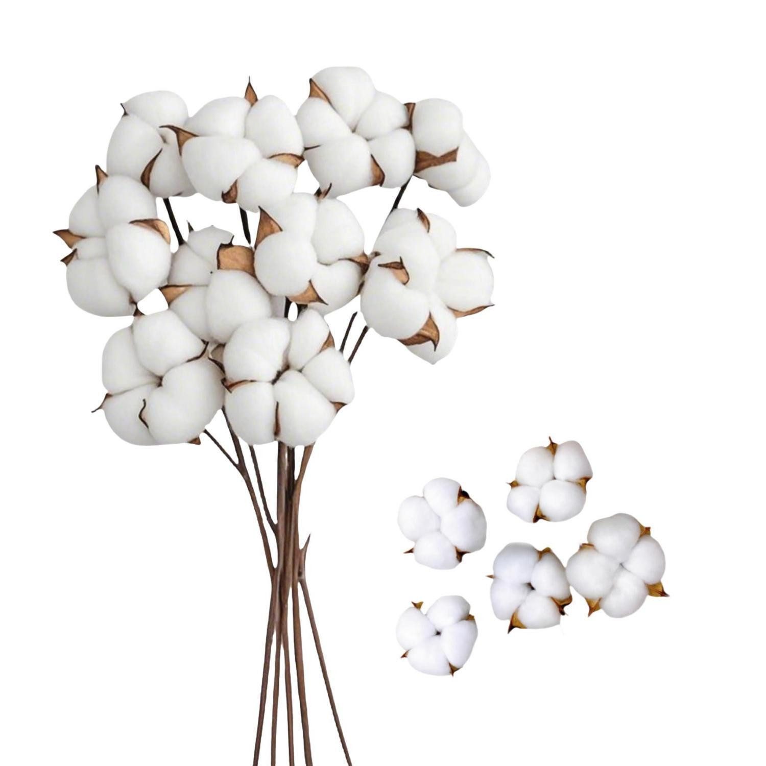 Trockenblume Getrocknete Baumwollzweige-Deko 15er Set, LuxusKollektion, Höhe 10 cm