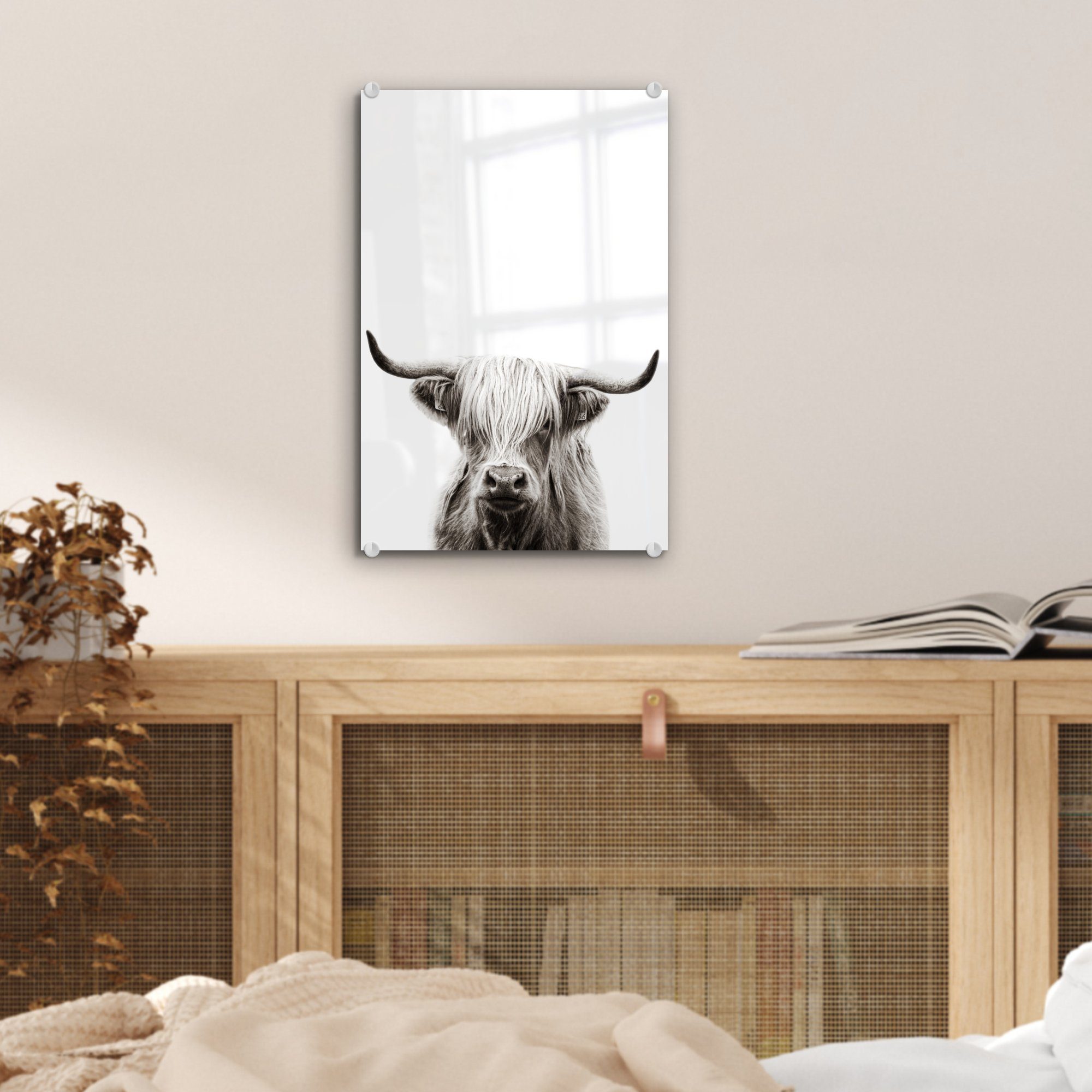 (1 auf - Acrylglasbild Schottischer - St), Bilder MuchoWow bunt Glas auf - Glas Weiß Kuh, Foto Wandbild - Highlander - Glasbilder Wanddekoration