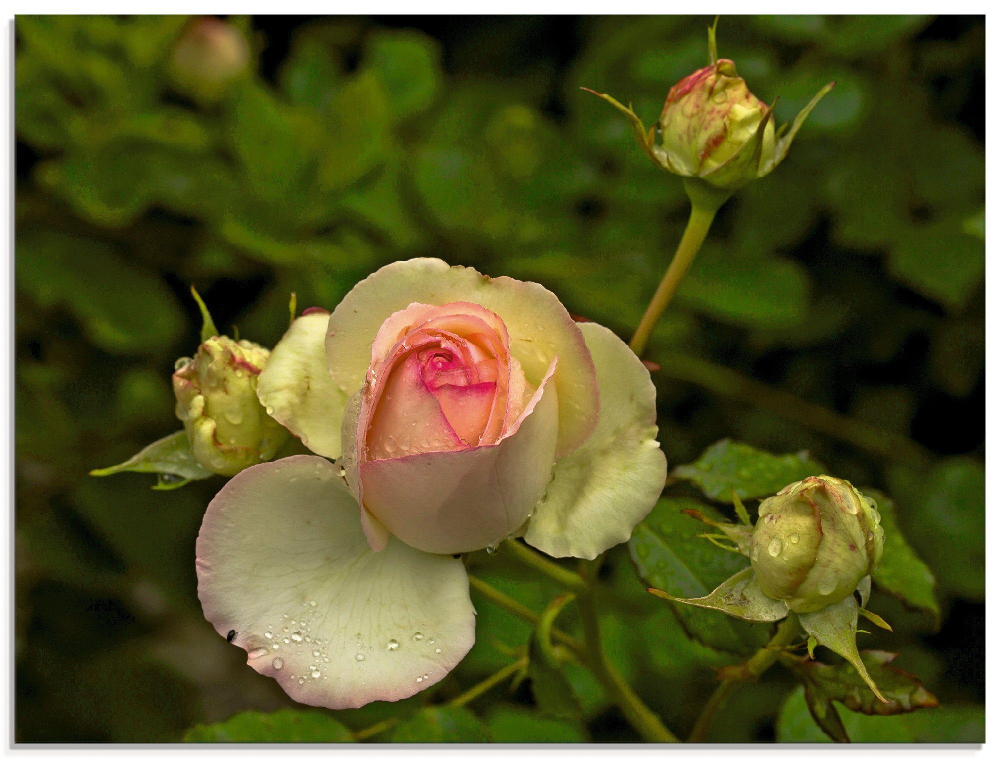 verschiedenen Rose, St), Blumen Glasbild Größen Rosa (1 Artland in