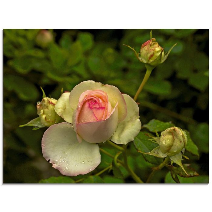 Artland Glasbild Rosa Rose Blumen (1 St) in verschiedenen Größen