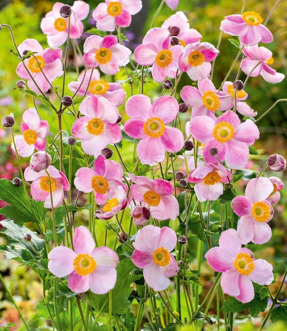 BALDUR Garten Staude Rosa Herbst-Anemone, 2 St., Herbstanemonen, winterhart, lange Blütezeit, bienenfreundlich