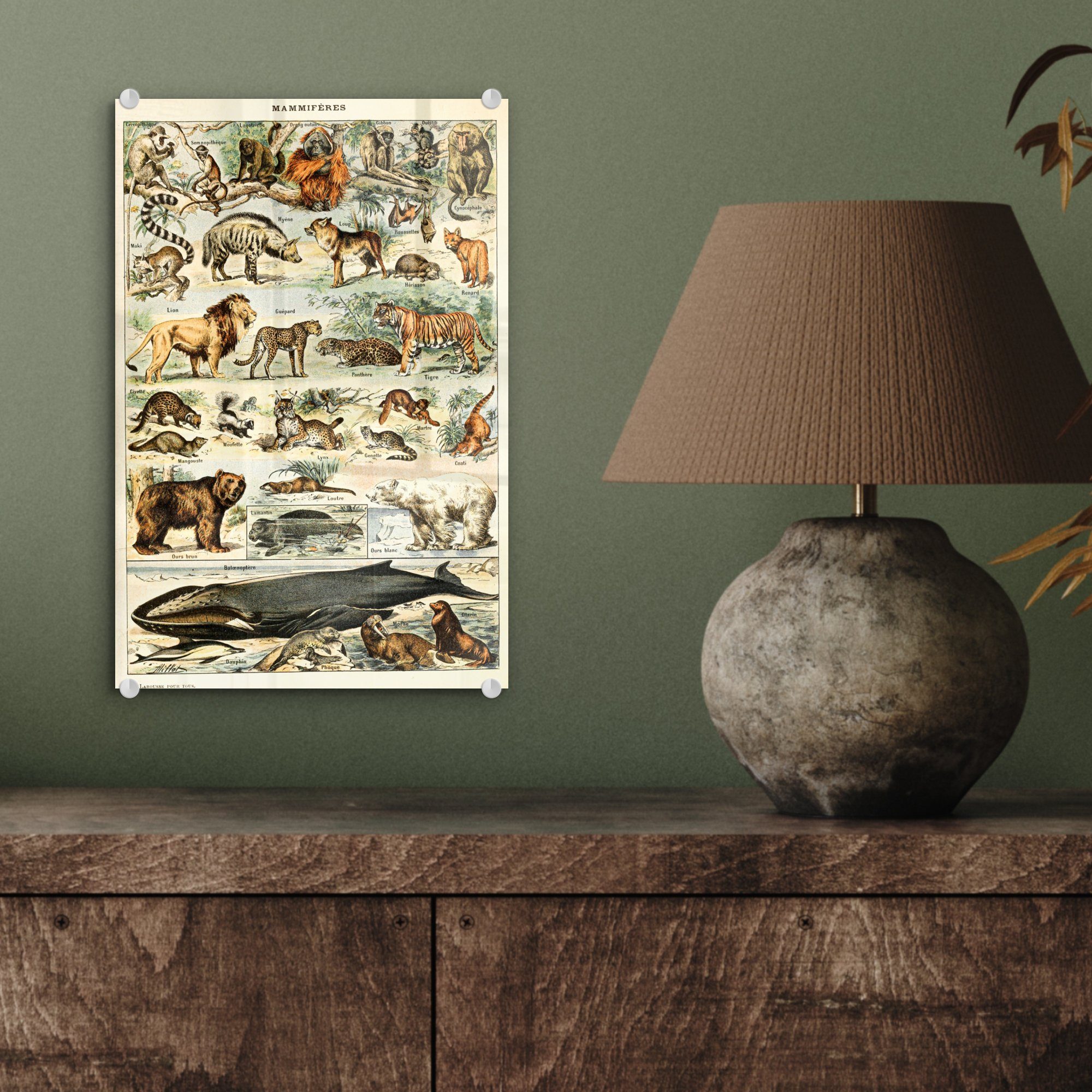 Wanddekoration - Acrylglasbild Glas - Adolphe Glas Wandbild - Vintage - - Millot MuchoWow Bilder Löwe, - Glasbilder Tiere auf auf bunt St), (1 Tiger - Foto