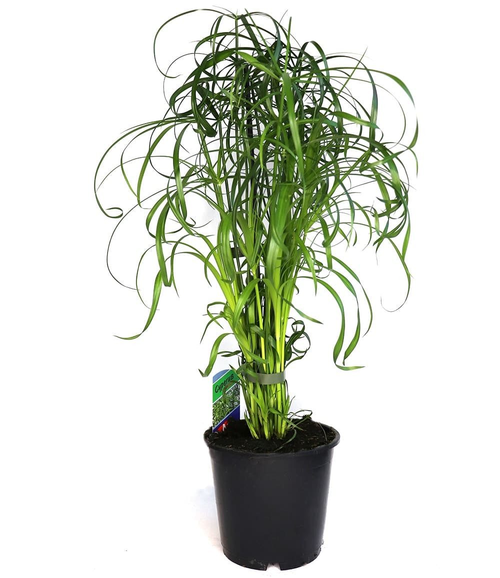 BALDUR Garten Zimmerpflanze Zyperngras - Cyperus Alternifolius ca. 45-55 cm, 1 St., Katzenpflanze, pflegeleicht