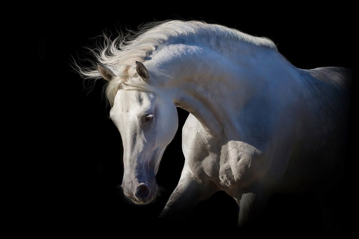 Weißes Pferd Papermoon Fototapete