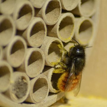 LUXUSINSEKTENHOTELS Insektenhotel LUXUS-INSEKTENHOTELS Bienenhaus mit Papierhülsen und Löchern