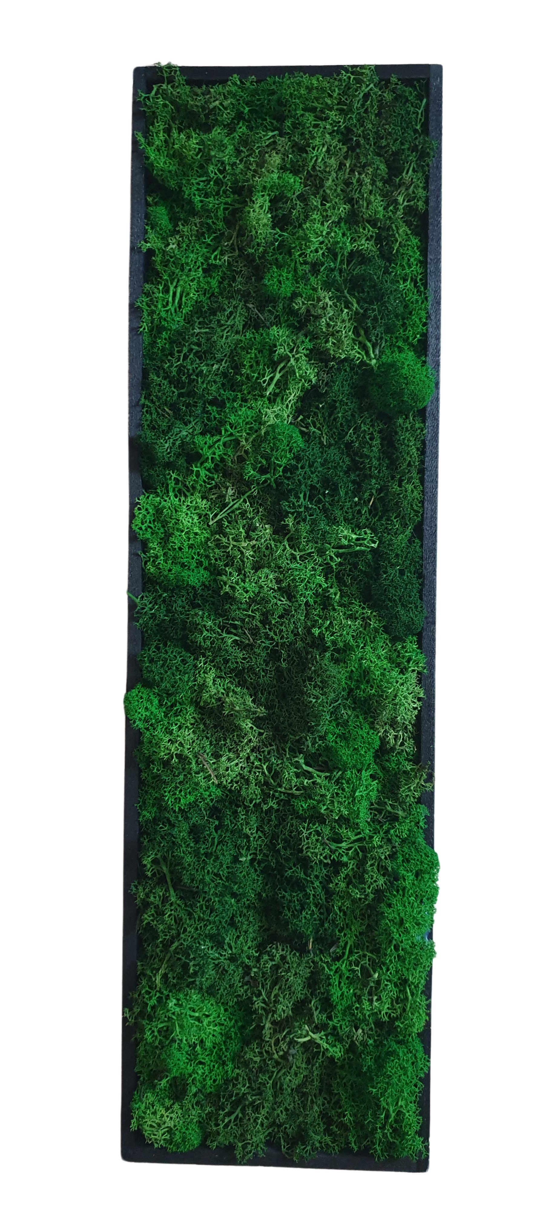 meinvipshop Wandbild Moosbild schwarz 20 x 60 cm XXL