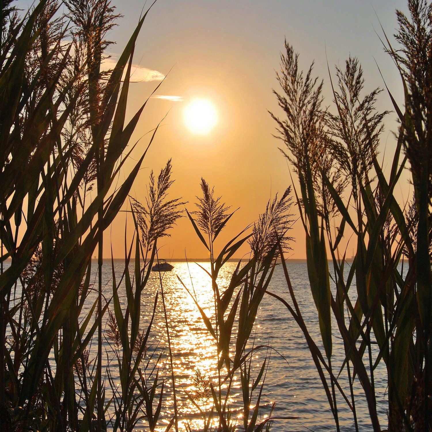 queence XXL-Wandbild Akustikbild Seelandschaft Gräser, Bilder vom Sonnenuntergang & -aufgang, Gräser, Natur, Romantisch, See, Seebilder, Seelandschaft (1 St), Einfache Akustiklösung ohne Baumaßnahme, Schalldämmung, Paneele