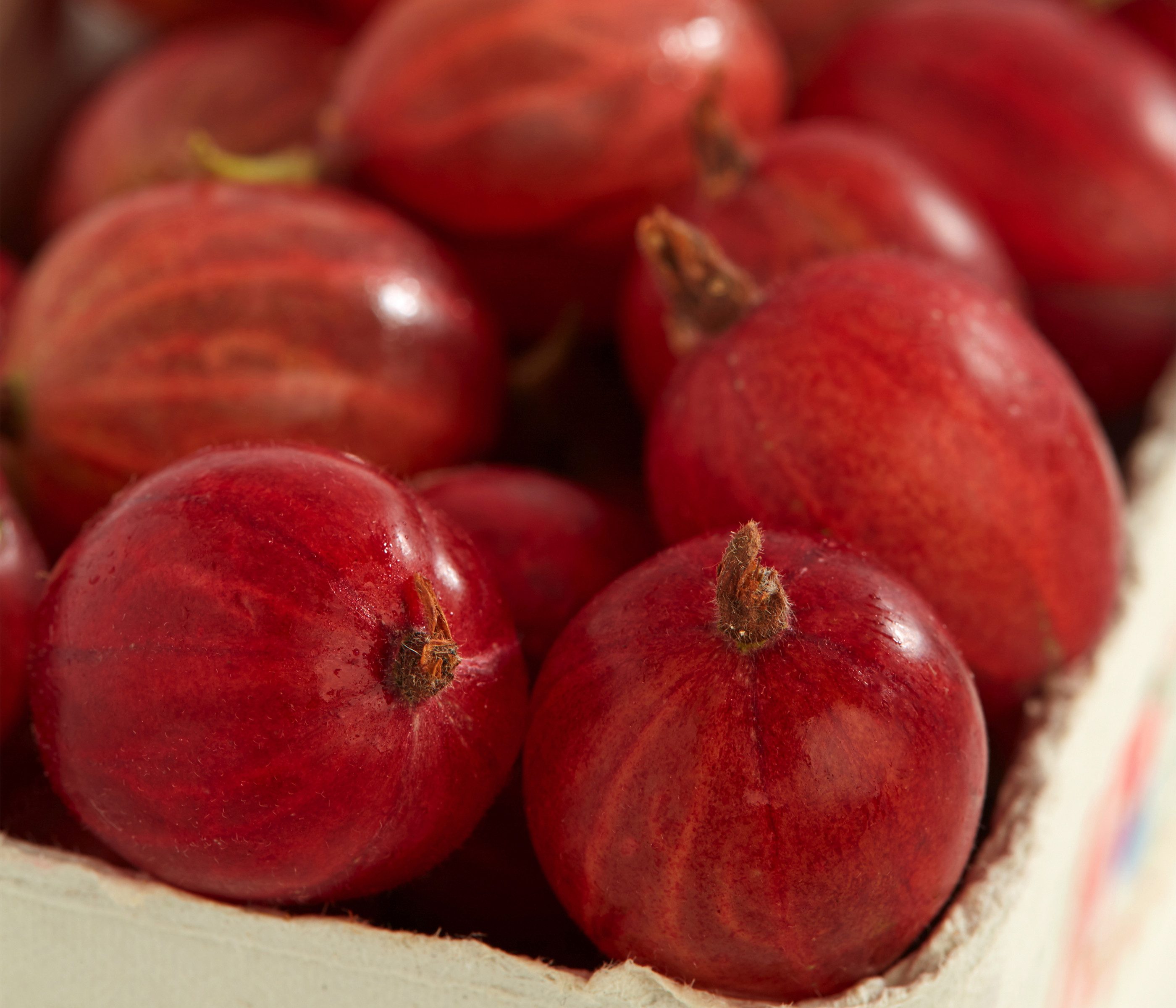Dehner Obstpflanze Stachelbeere Spinefree, Ribes uva-crispa, rote Früchte