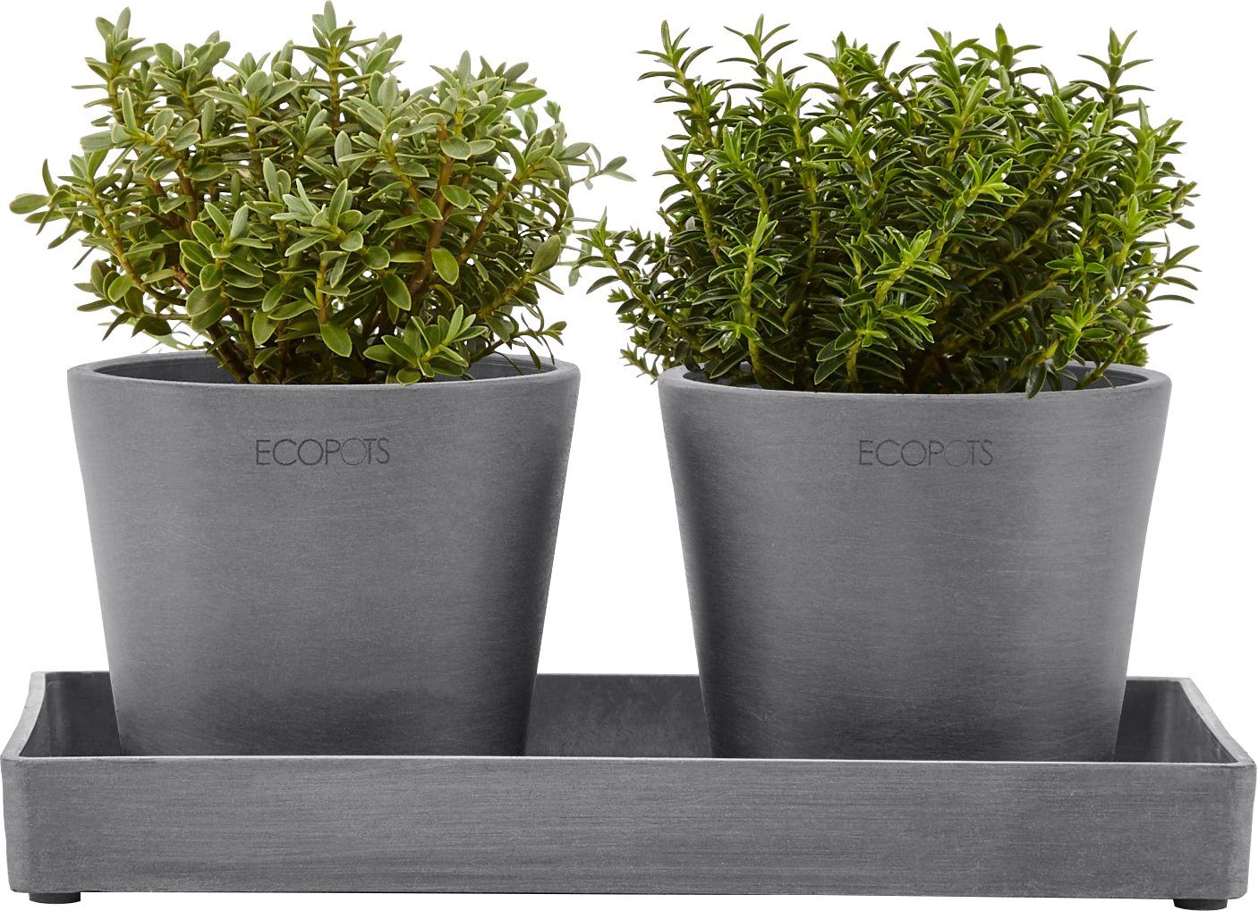 ECOPOTS Blumentopfuntersetzer DISPLAY PLATTER, für Ecopots BxTxH: 15x15x2,5 Amsterdam, cm