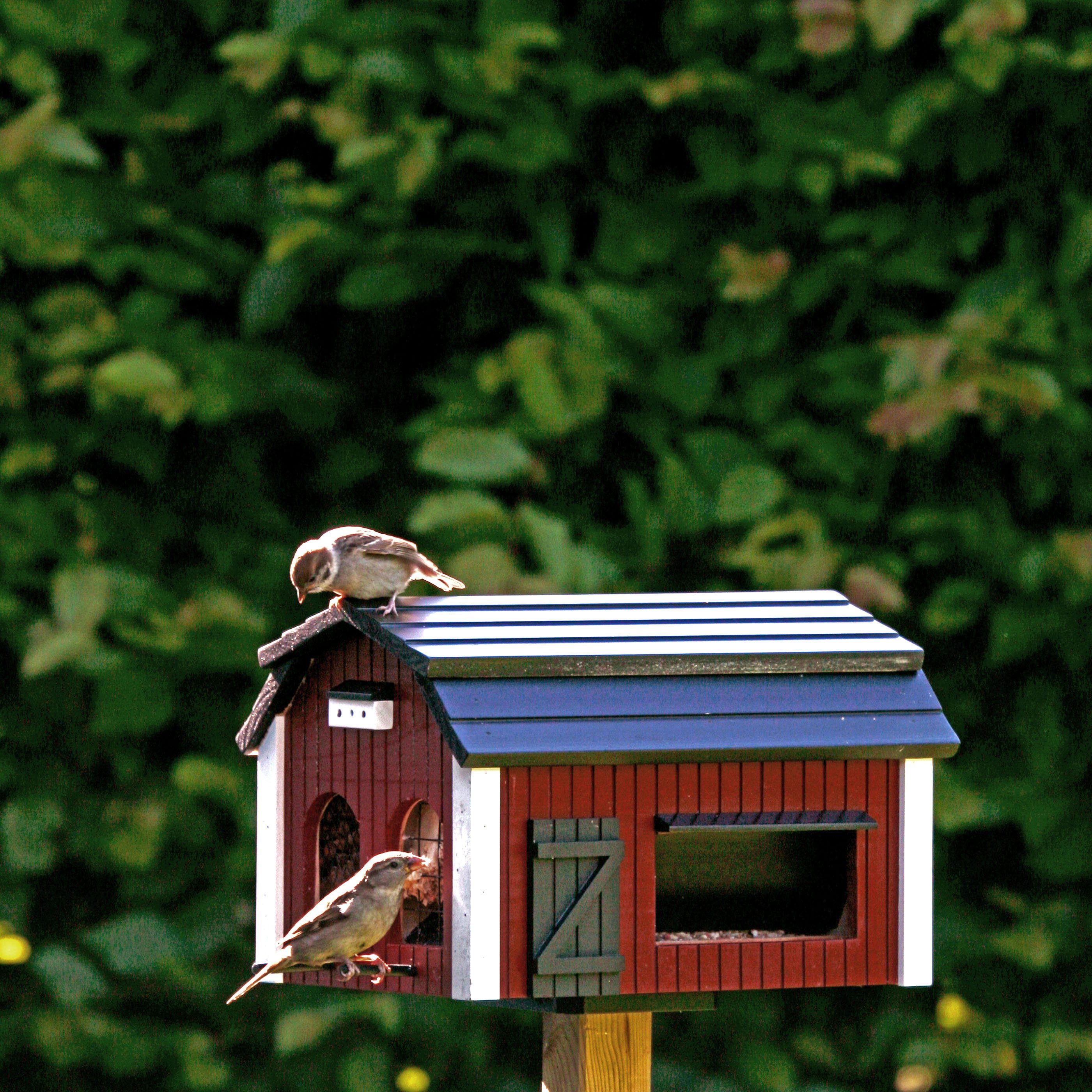Vogelhaus Garden rot, Futterscheune x 21,5 Garden Wildlife Vogelhaus 25 32 cm Wildlife x