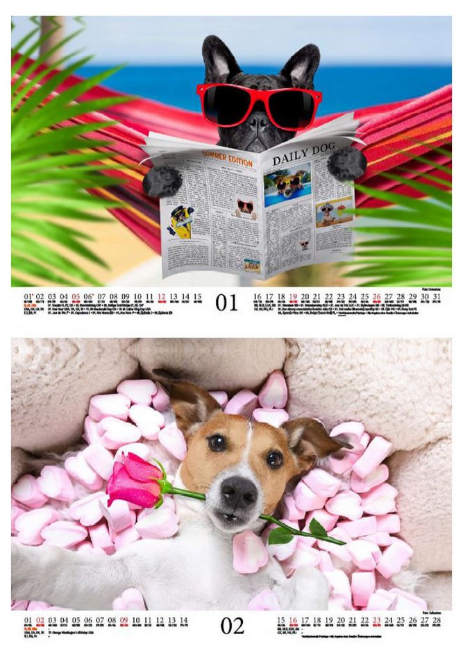 Thumbnail - Seelenzauber Wandkalender Tierzauber Funny Dogs DIN A4 Kalender für 2025 Hunde Welpen