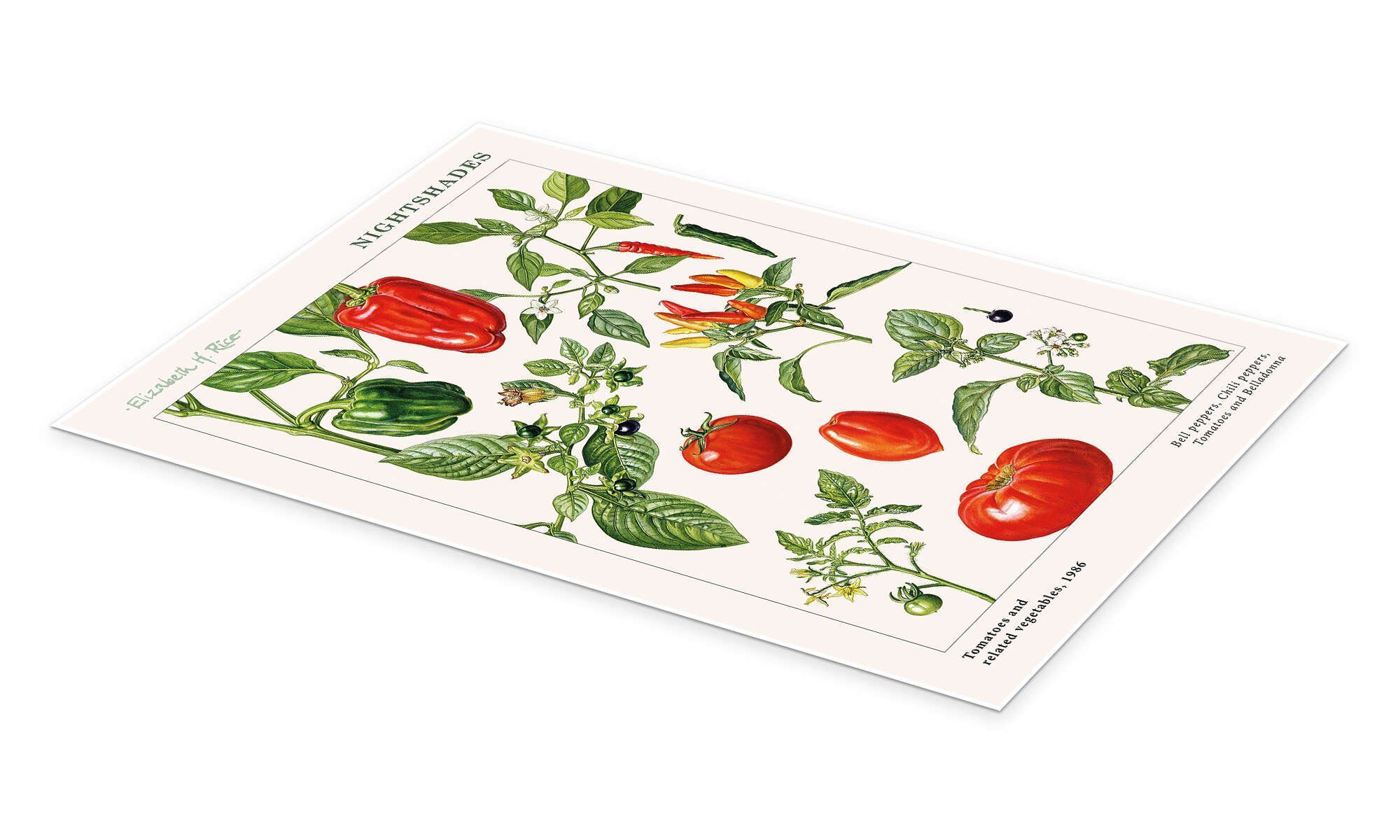 Posterlounge Wandbild Tomaten und andere Nachtschattengewächse, 1986, Elizabeth Rice, erhältlich als Poster, Leinwandbild, Wandsticker oder Acrylglasbild