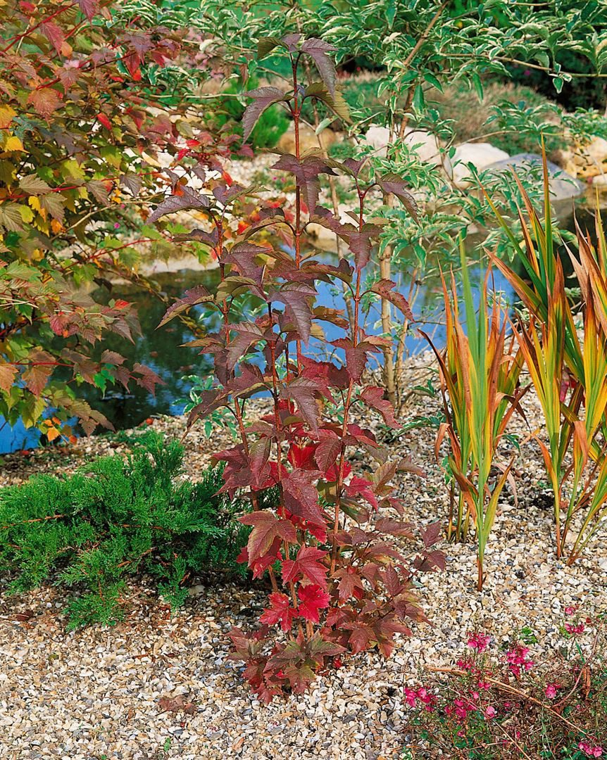 Pflanzen für Dich Gehölze Viburnum sargentii Onondaga, 1 St., Sargent-Schneeball, Sargent-Viburnum