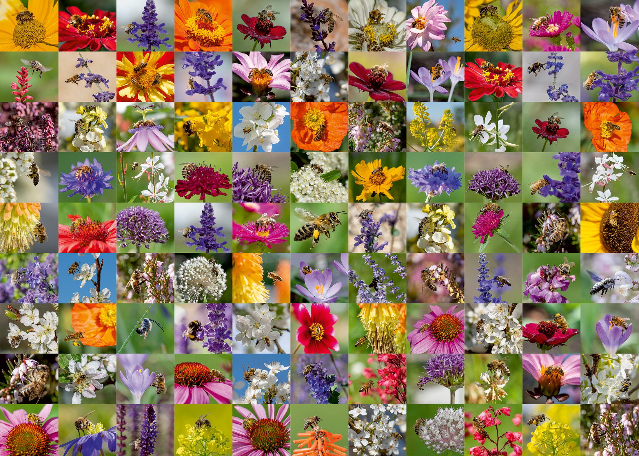 Ravensburger Puzzle 99 Bienen, 1000 Puzzleteile, günstig online kaufen