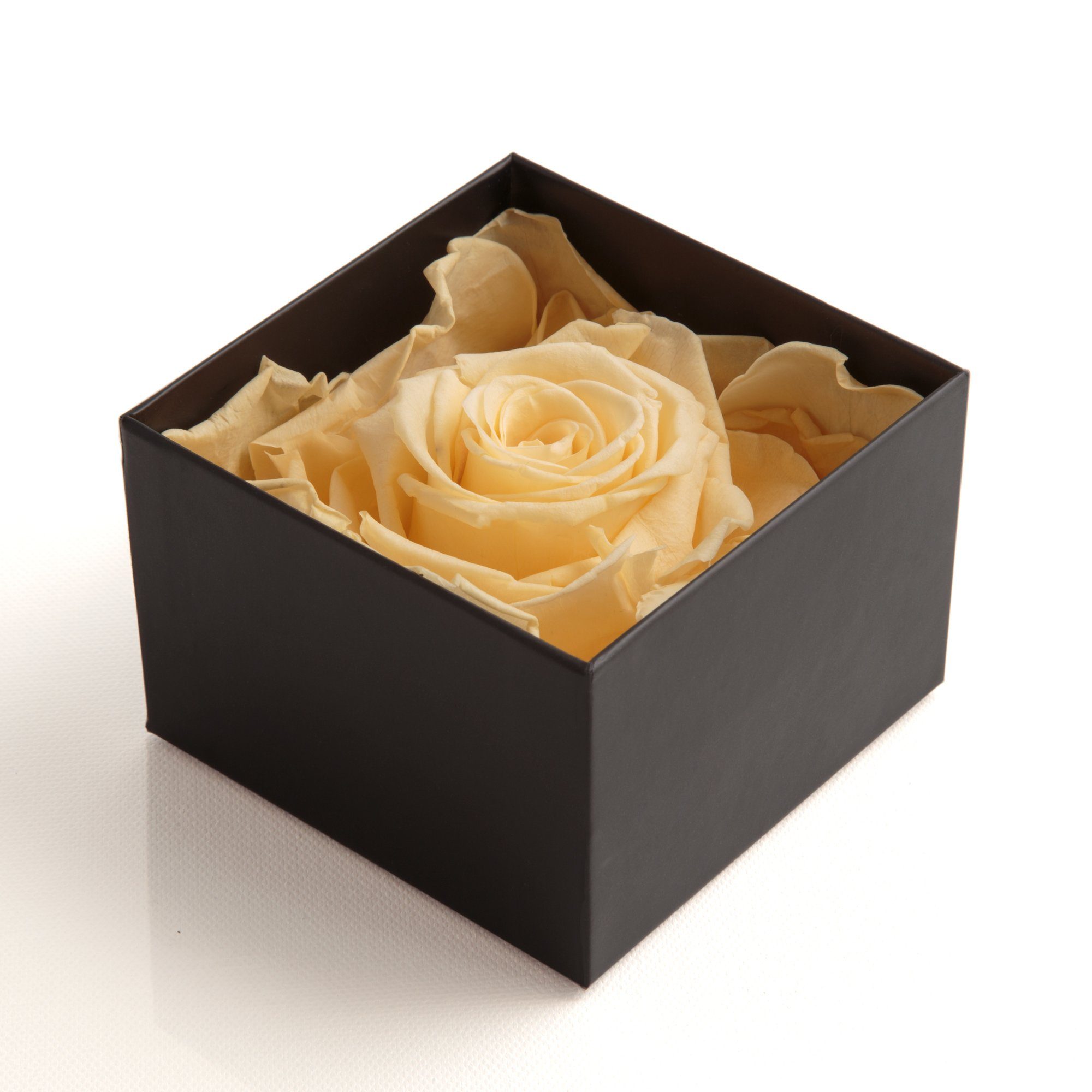 Infinity in ROSEMARIE SCHULZ Rose haltbar 1 mit Blumendeckel beige Jahre Rose Box Höhe Rose, bis 3 Echte Kunstblume Heidelberg, Rose 6.5 Jahre zu cm, 3 haltbar
