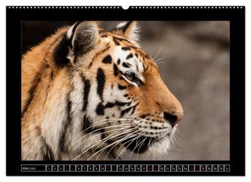 CALVENDO Wandkalender Tiger, Löwe und Co. (Premium, hochwertiger DIN A2 Wandkalender 2023, Kunstdruck in Hochglanz)